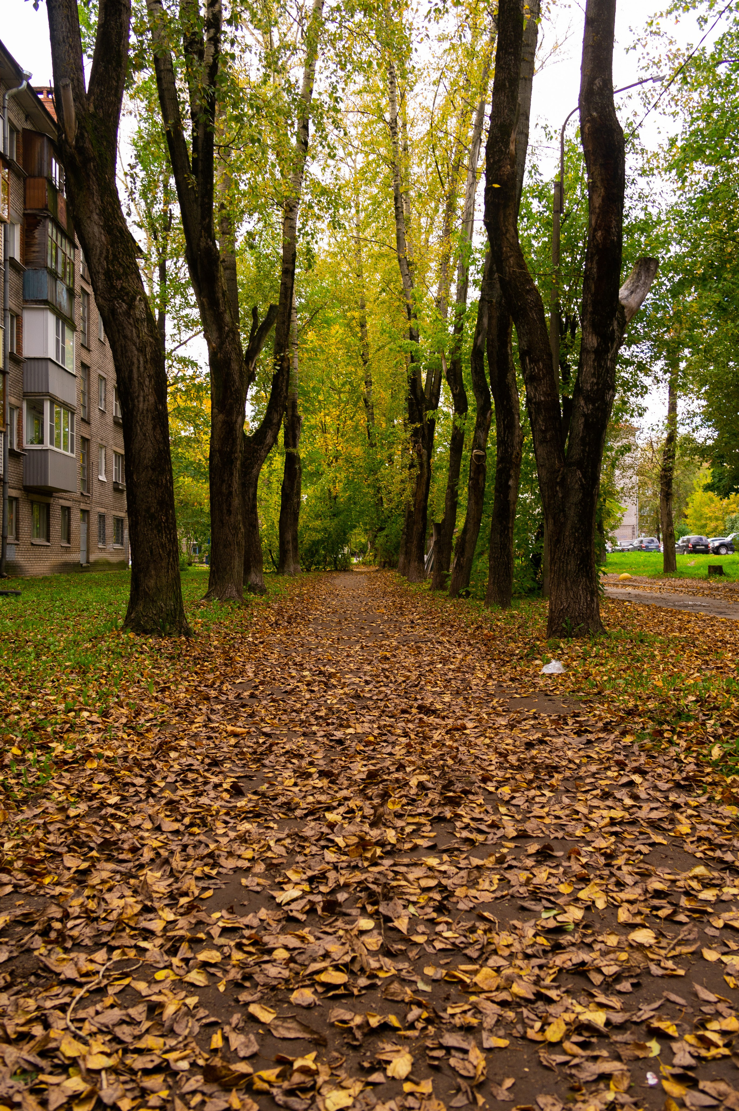 Сентябрь 2025. Den Mirov — Фотограф, Музыкант
