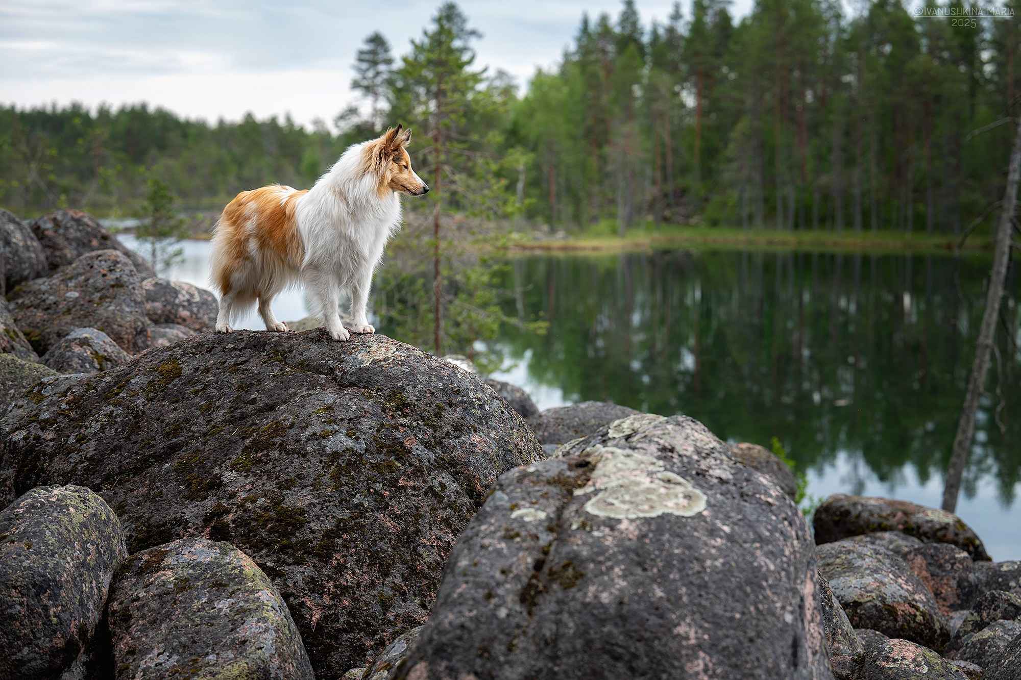 Фотограф-анималист. Фотограф собак в Москве и Московской области Иванушкина Мария