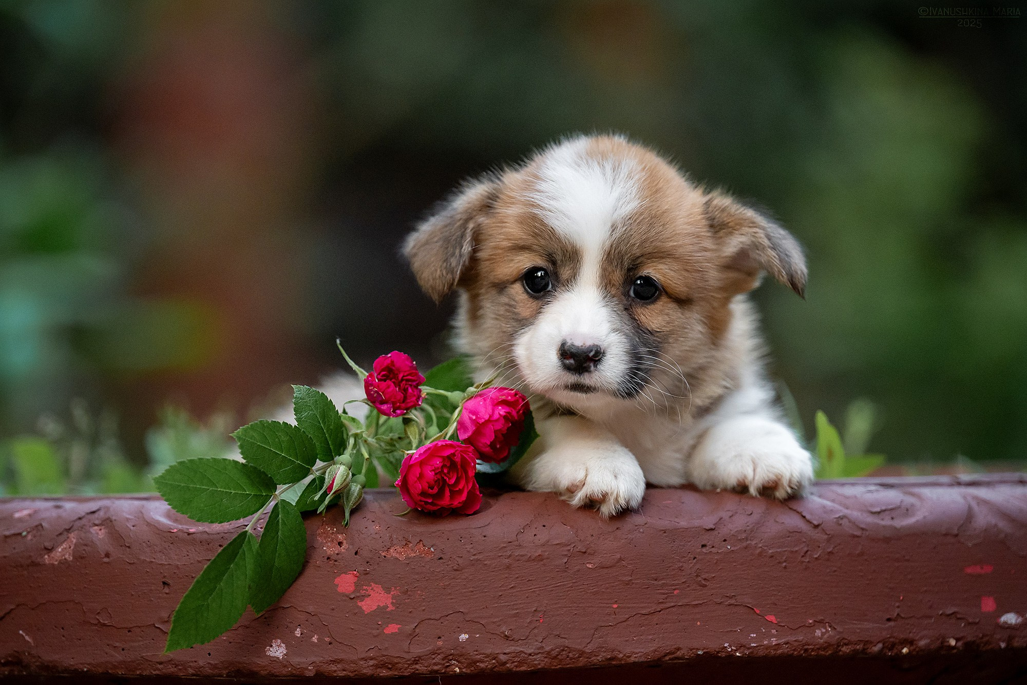 Фотосессия щенков на продажу. Фотограф собак в Москве и Московской области Иванушкина Мария