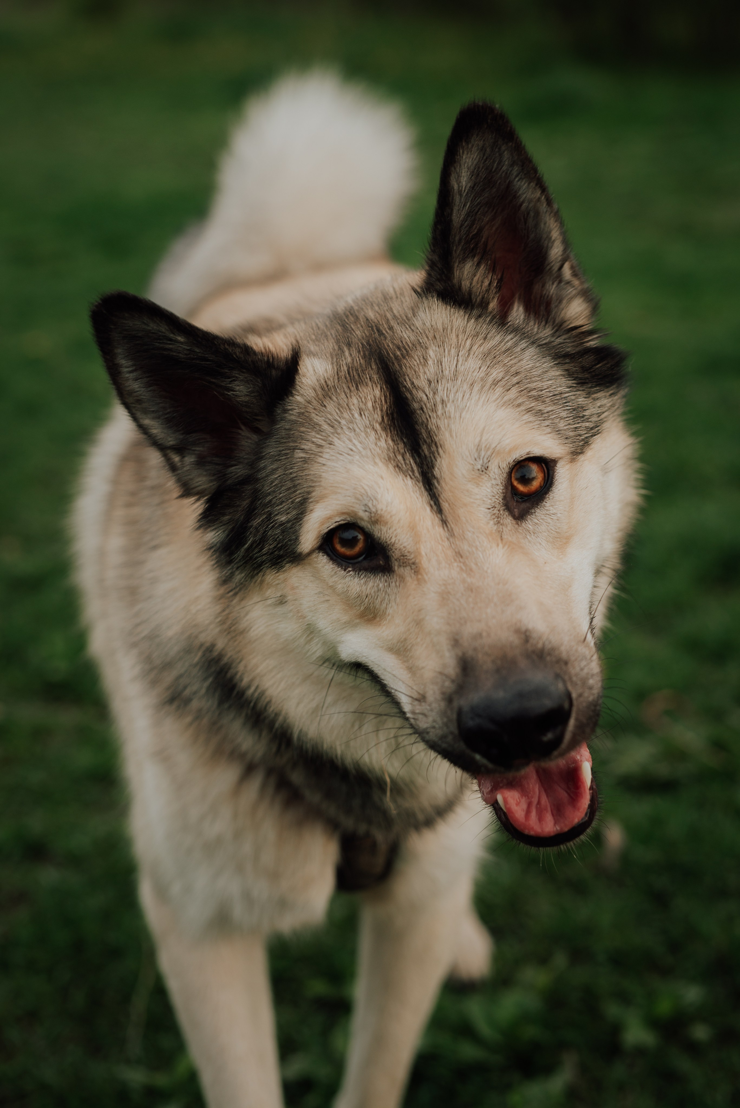 Фотовыходные с питомцами Мурино. Фотограф в Санкт-Петербурге и Ленинградской области