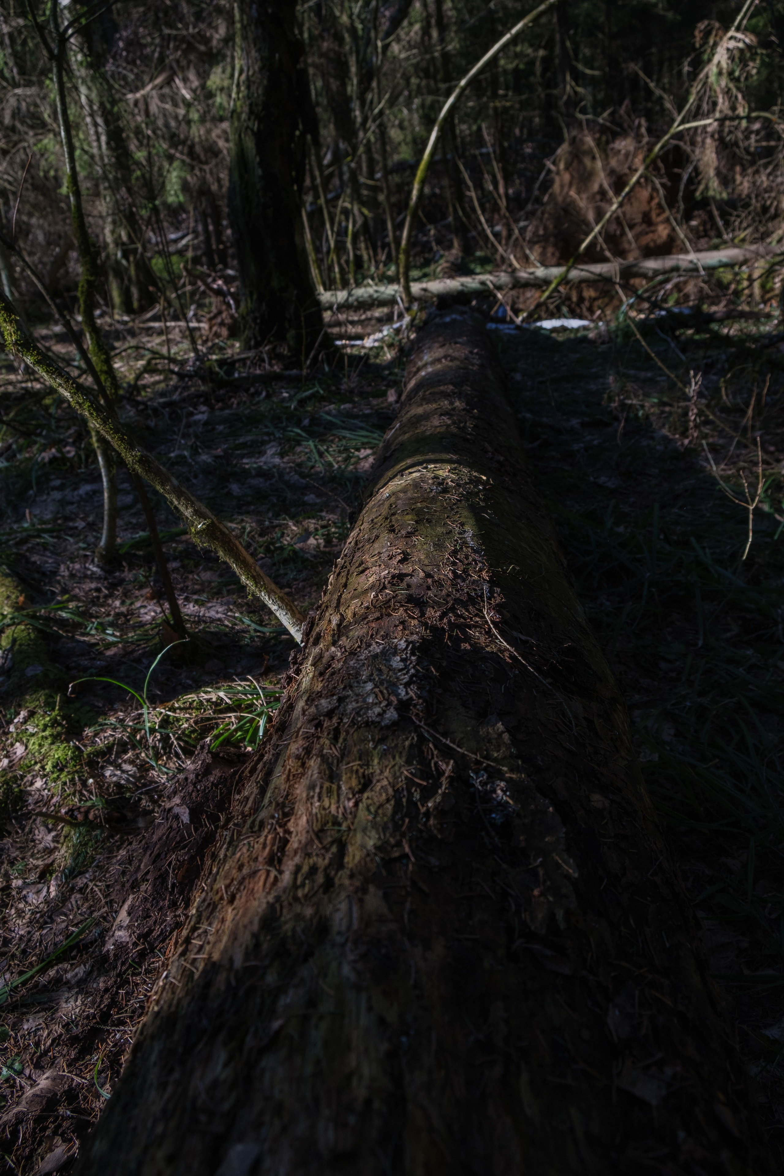 OPEN BAND ЛЁД | 09 марта 2025. Фотограф Диана Иремадзе