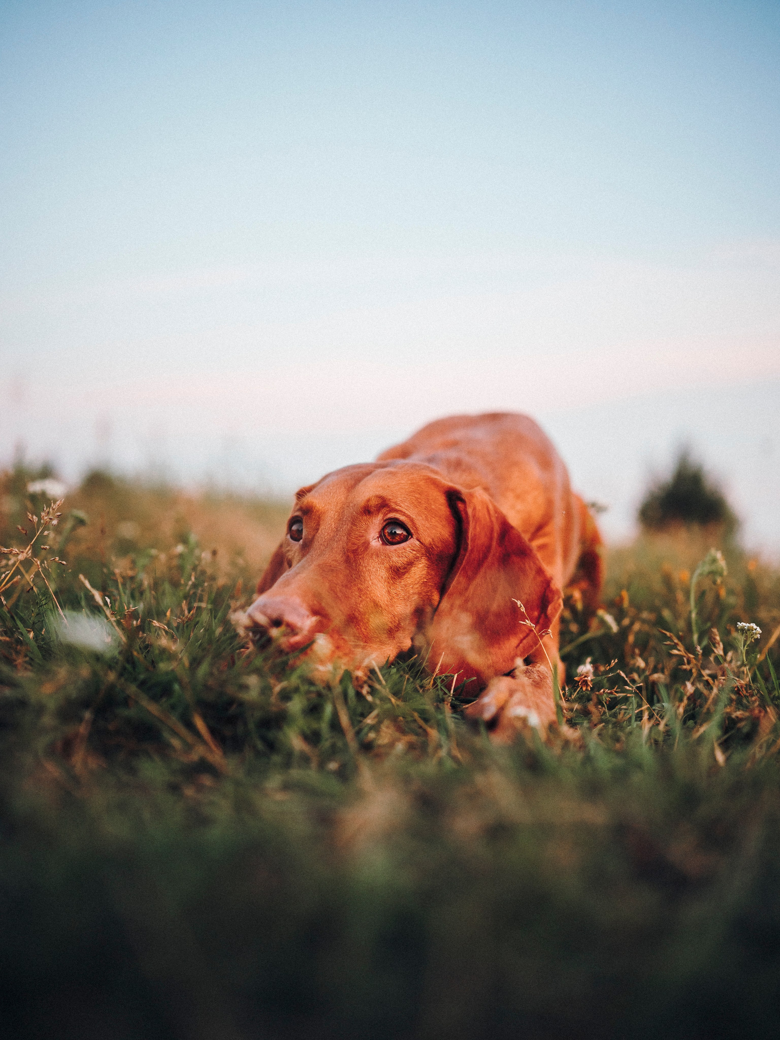 Маша, Трисс и Эста. Семейный фотограф анималист Ананьева Мария — Москва