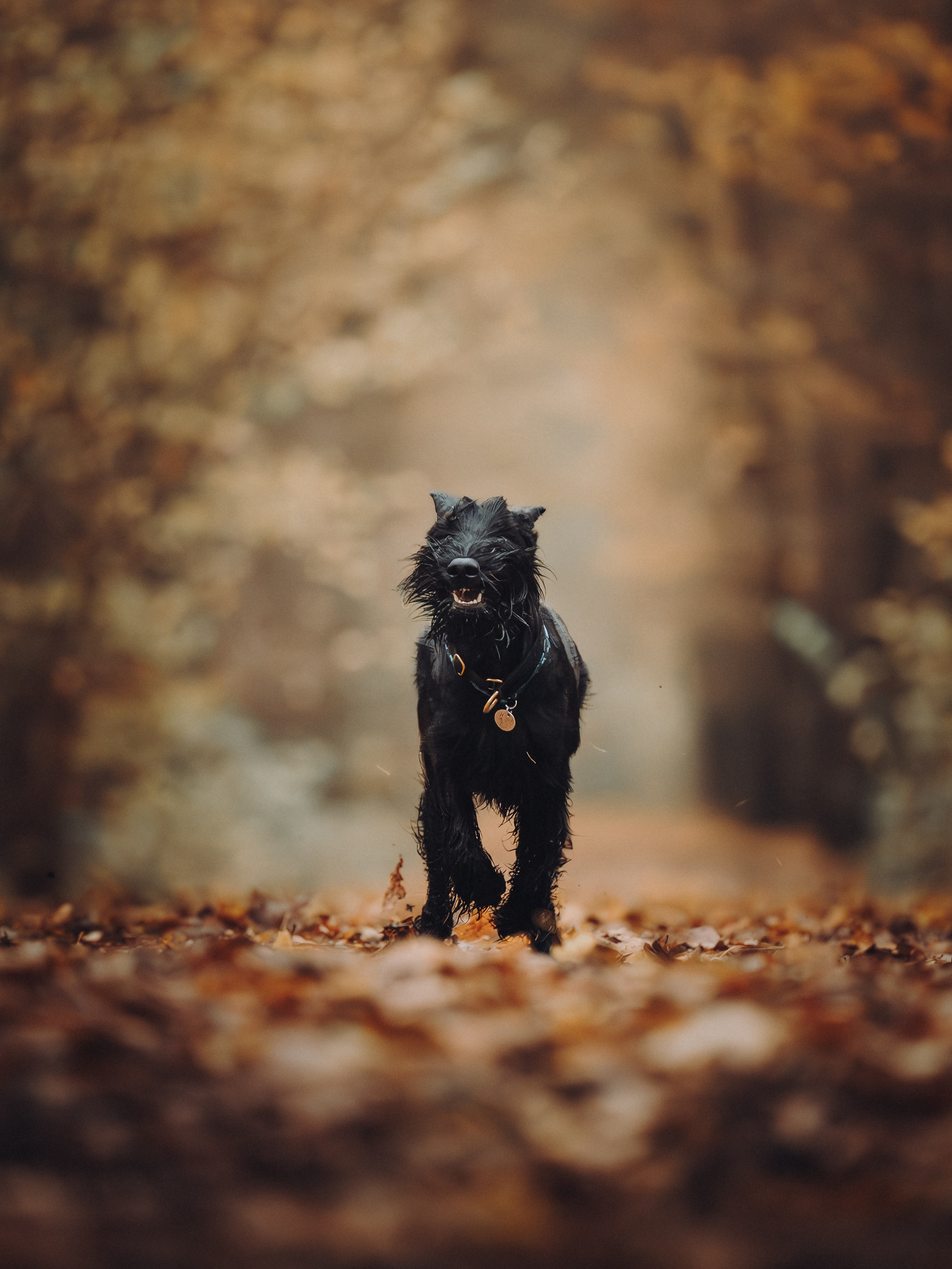 Даша и Умбра. Семейный фотограф анималист Ананьева Мария — Москва