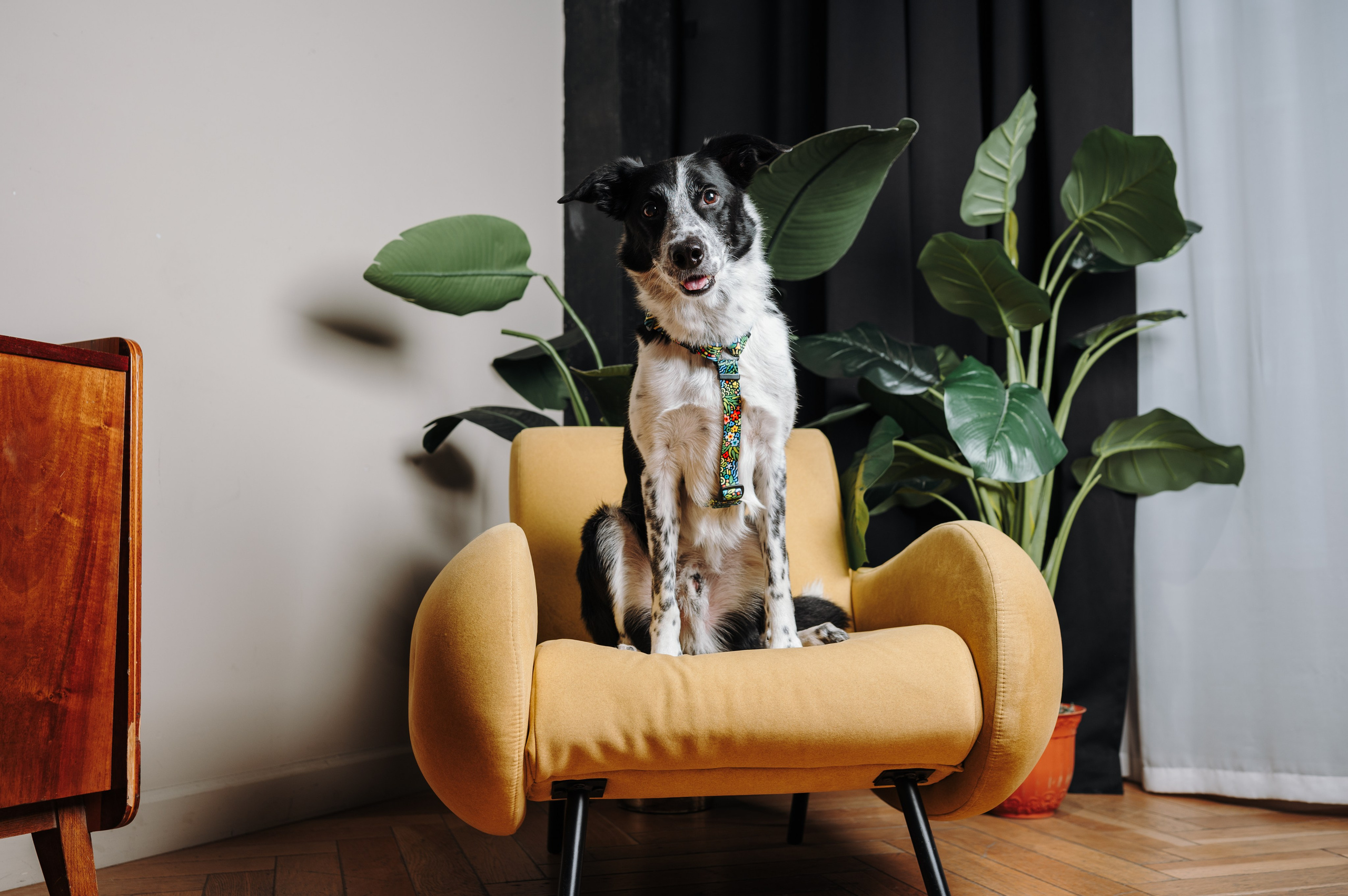 Cosmodog. Амуниция. Семейный фотограф анималист Ананьева Мария — Москва