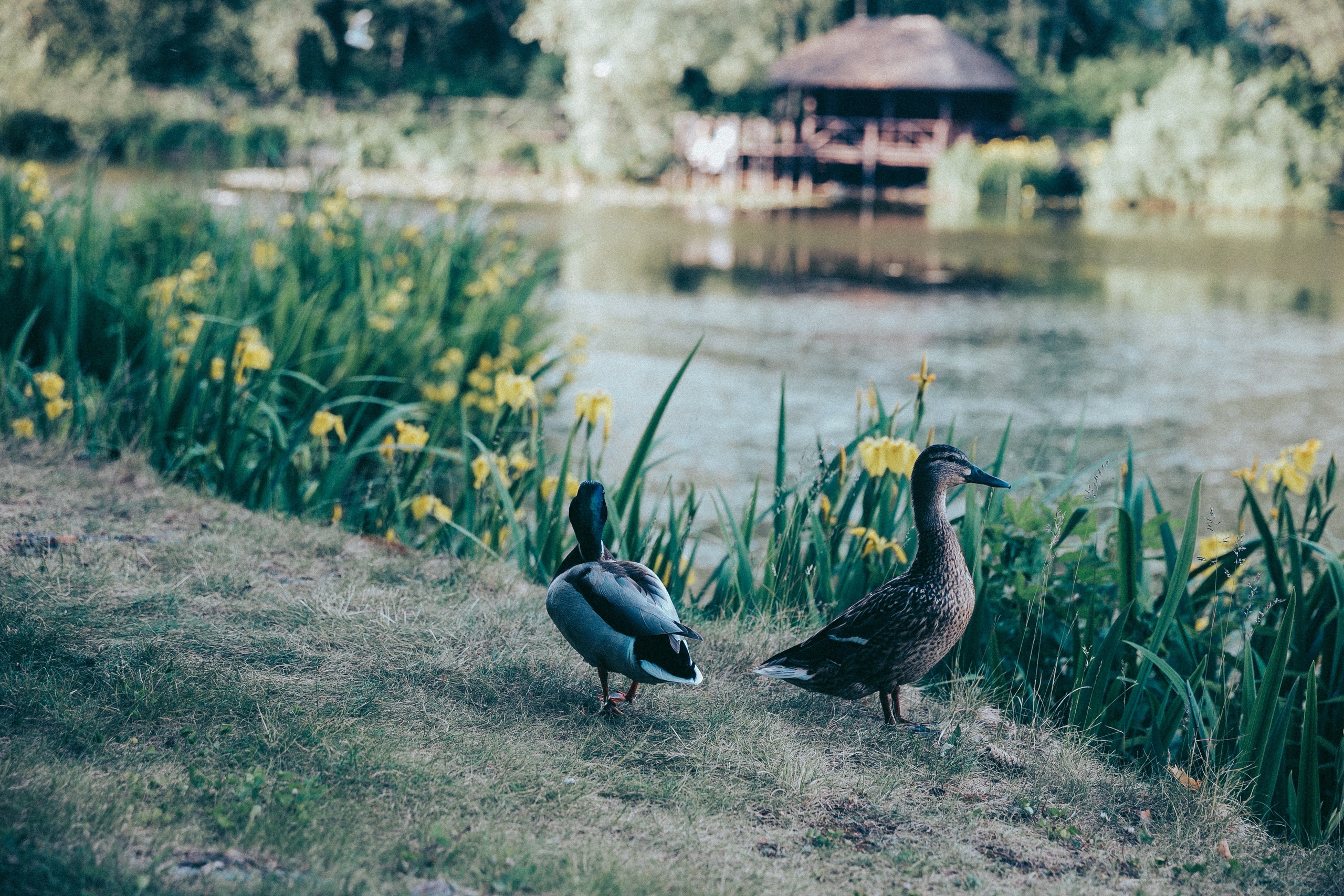 Юля. Фотограф в Москве Шаганова Нина