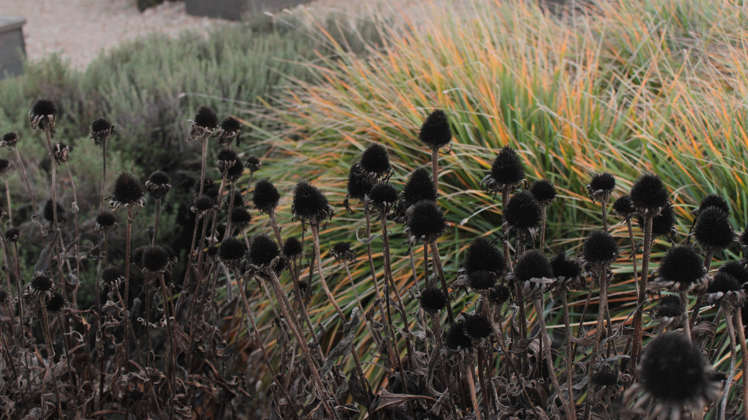 APOTHECARY GARDEN. LA. Ландшафтный дизайн в Минске и Гродно