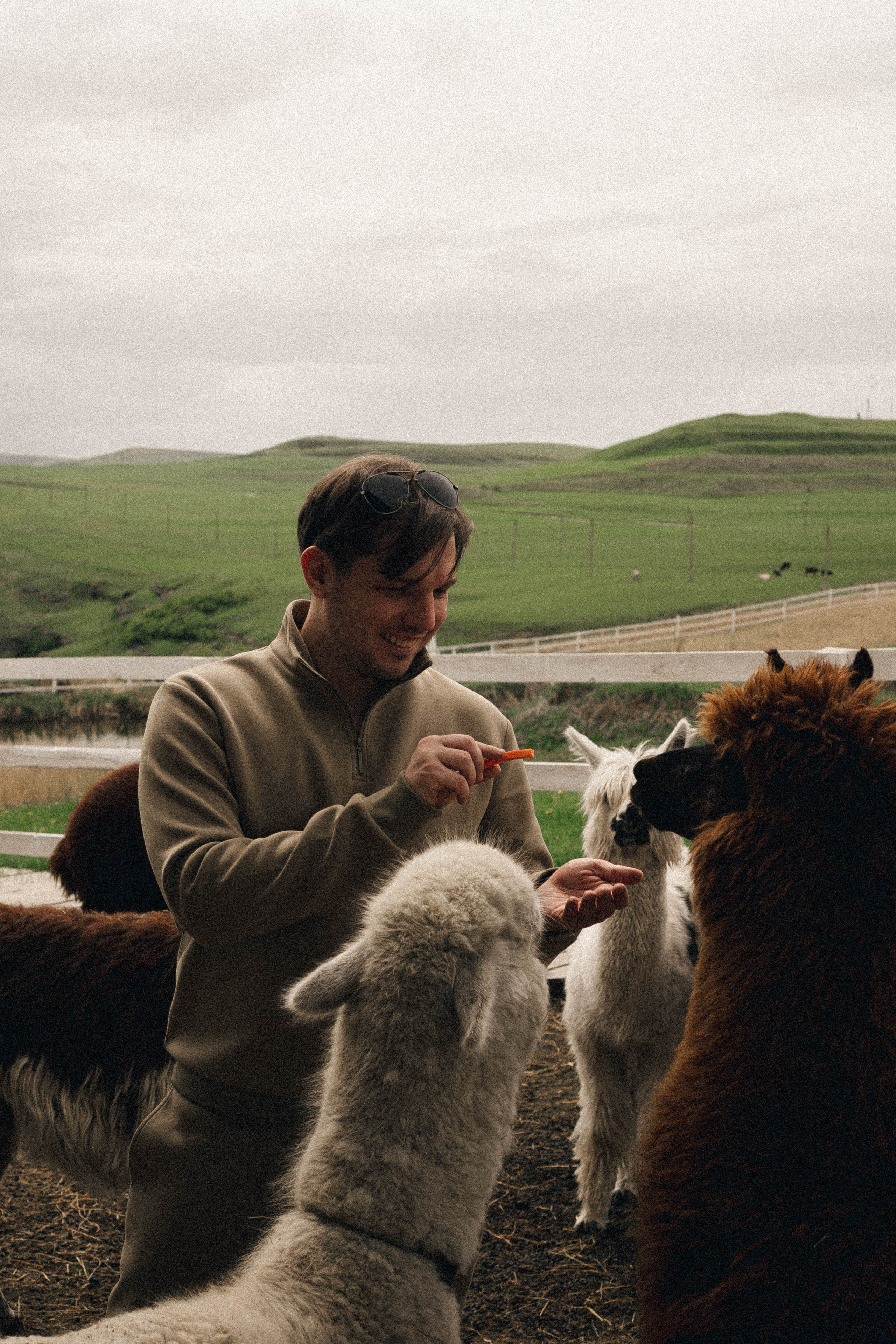 Ферма Альпак. Профессиональный фотограф, Санкт-Петербург — Виктория Богомолова