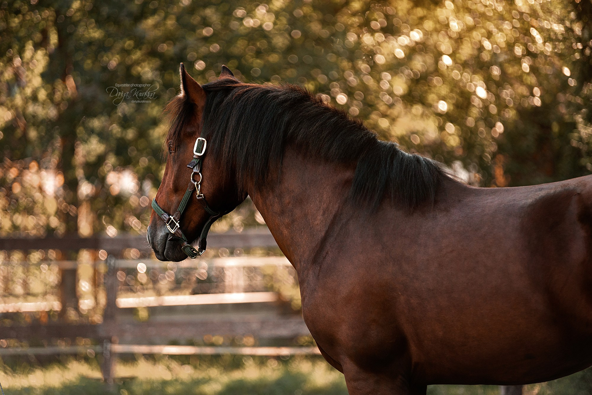 Волконский. Конный фотограф Куракина Дарья • Фотосессии с лошадьми