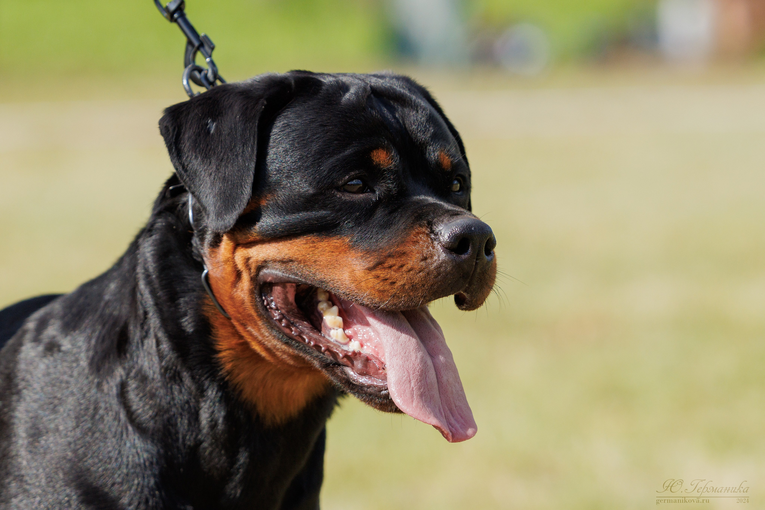 Рязань-Ховрино 10-11.08.2024 3хмоно ротвейлеров. Фотограф-анималист Юлия Германика