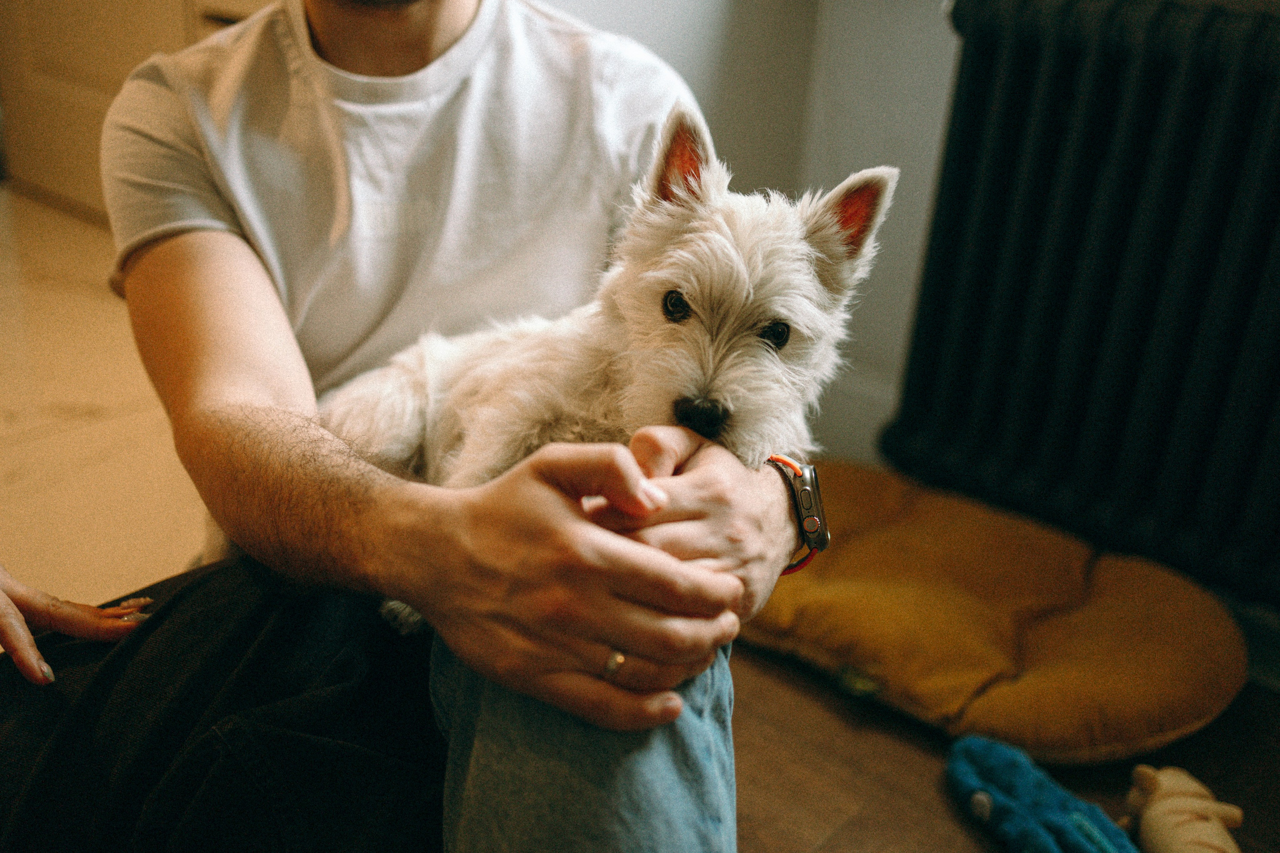 Снежуля, Мари и Саша. Фотограф анималист Анастасия Пикей