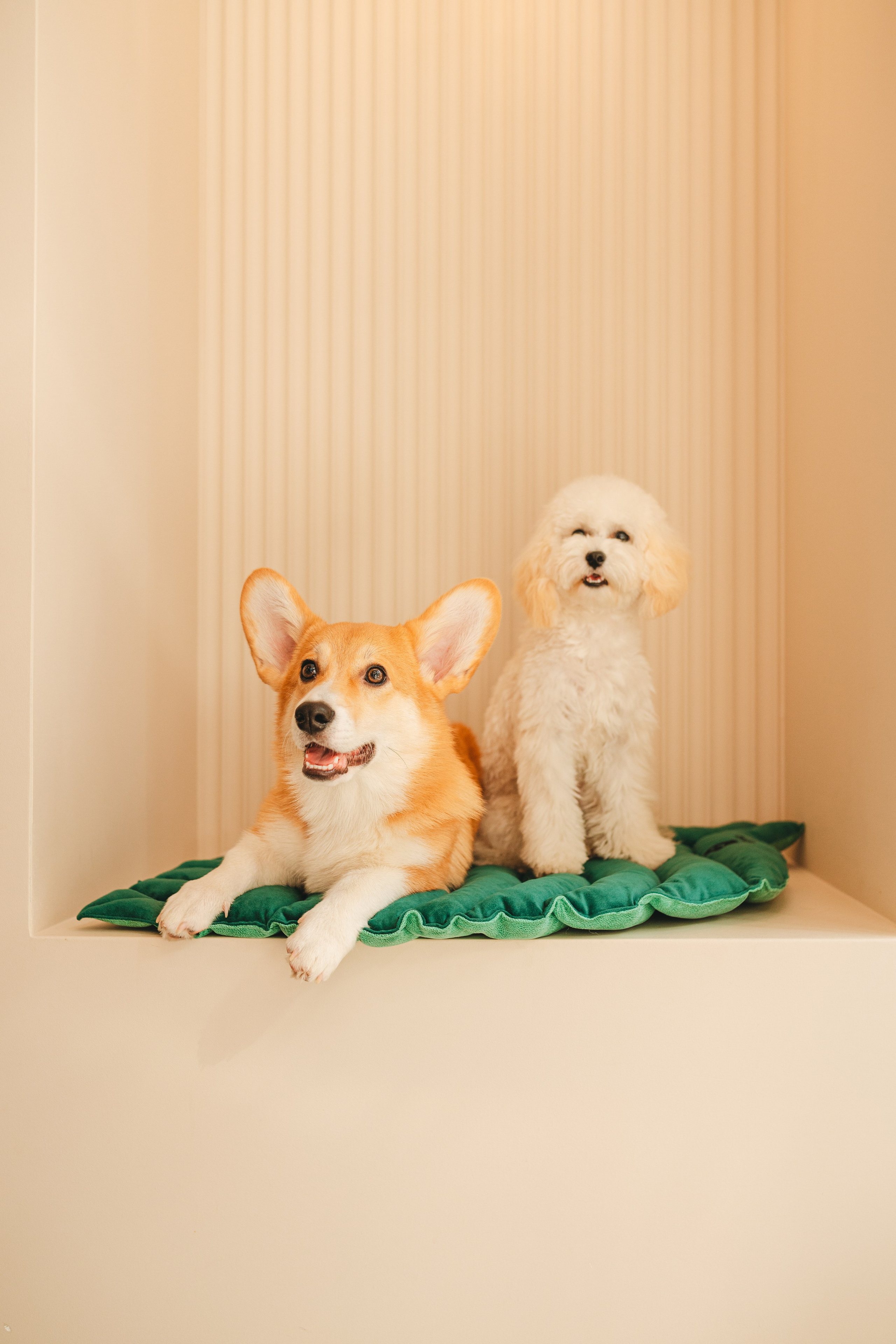 Груминг — салон. Фотограф анималист Осипчикова Мария