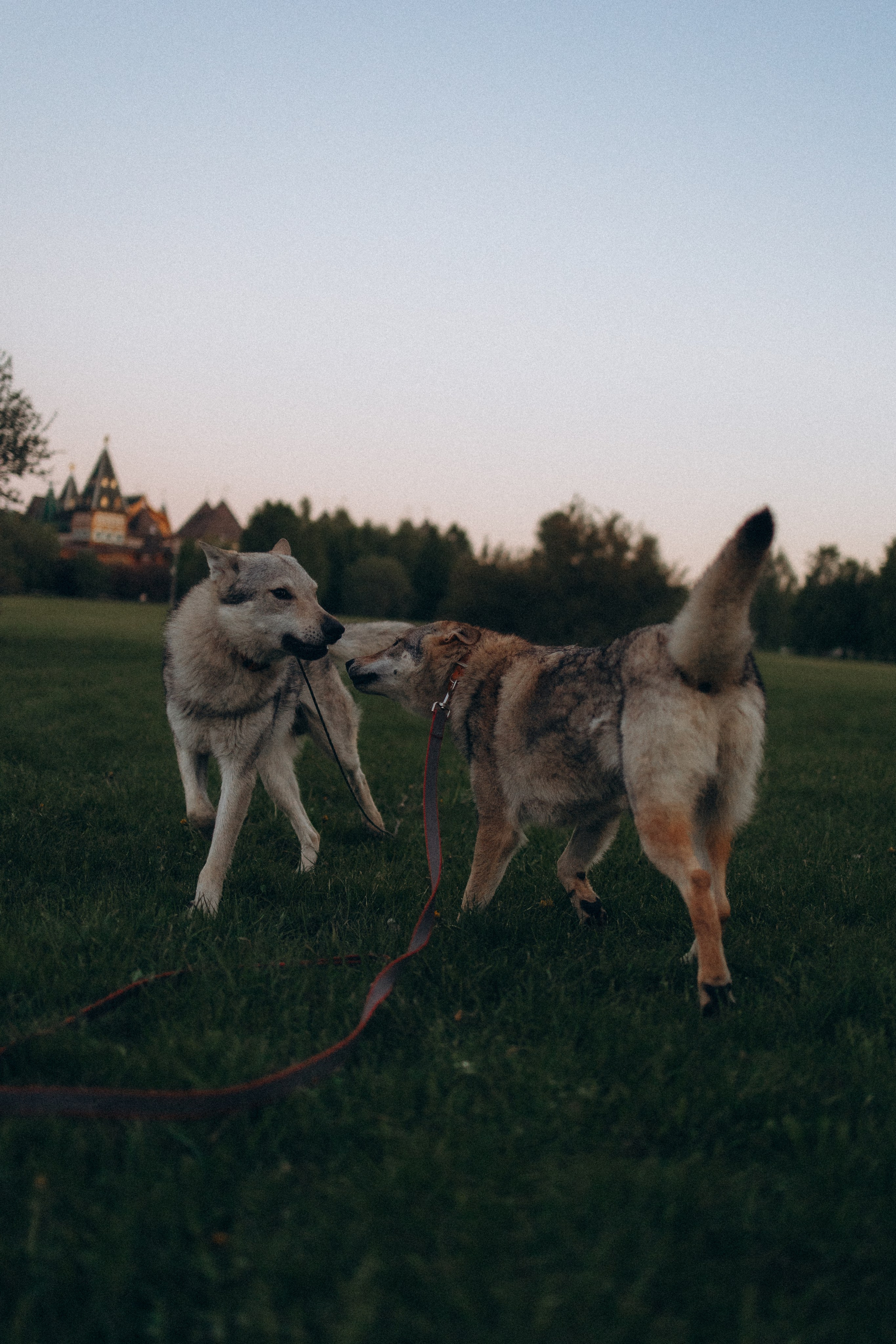 Аня и ее семья. Фотораф — анималист Мария Шистка