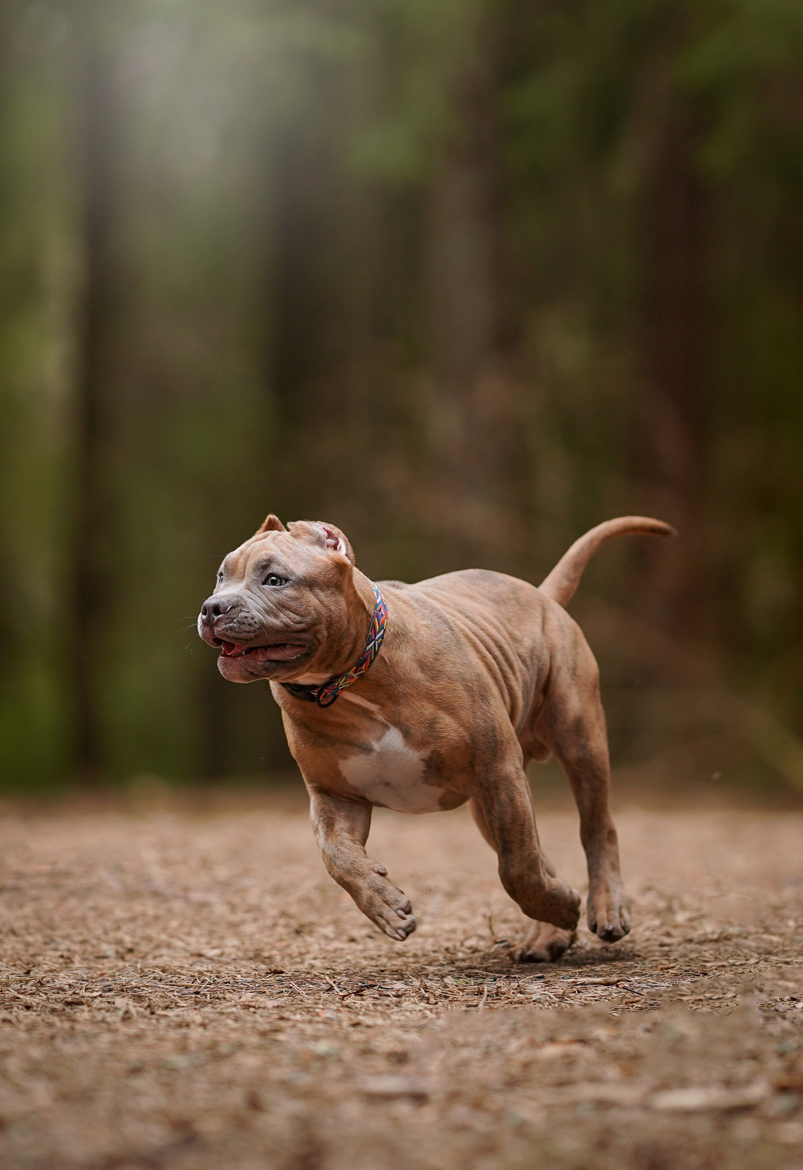 Щенки булли. Фотограф-анималист в Санкт-Петербурге Яна Мартынова