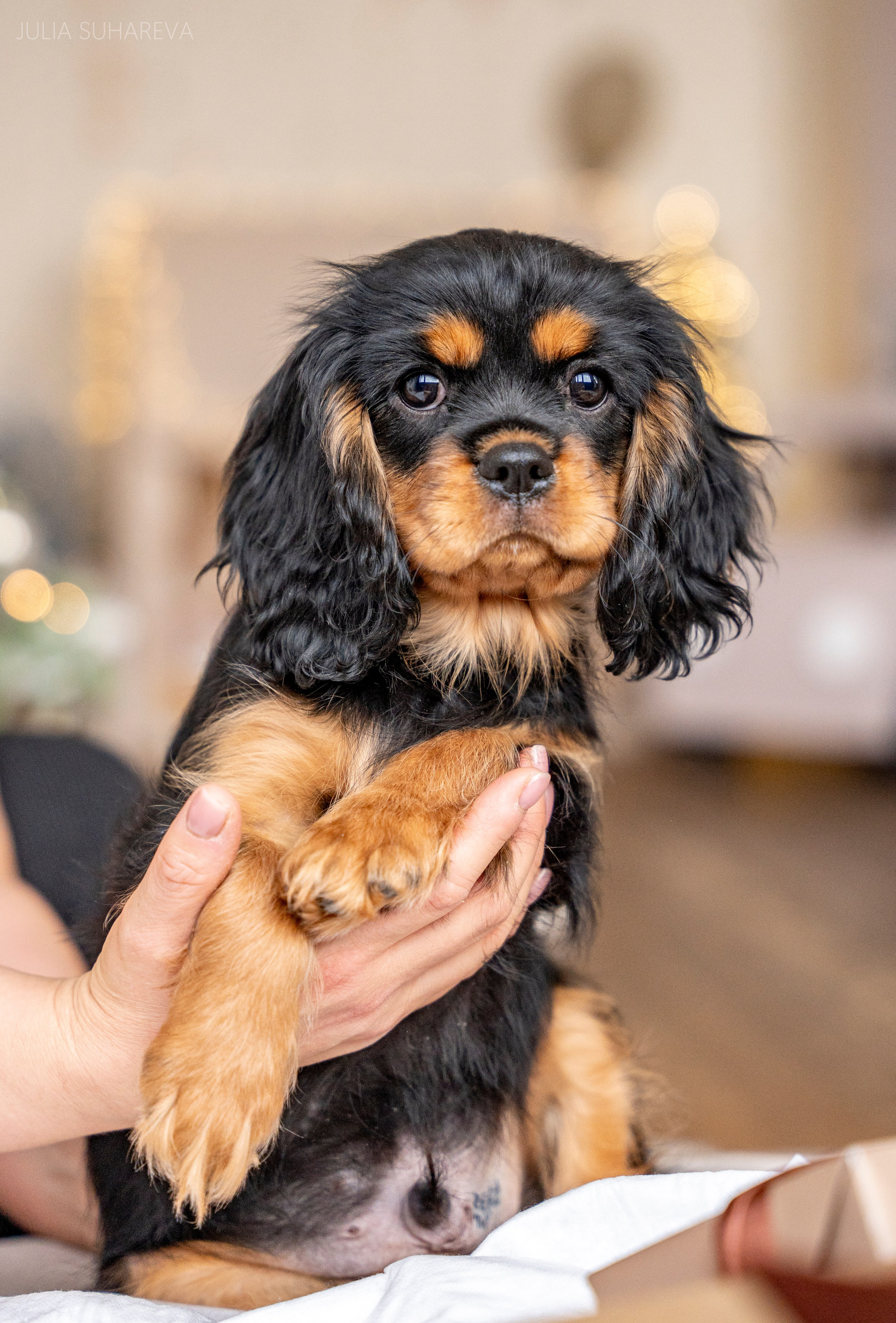 Щенки Кавалер кинг-чарльз-спаниель (Новый год). Главная