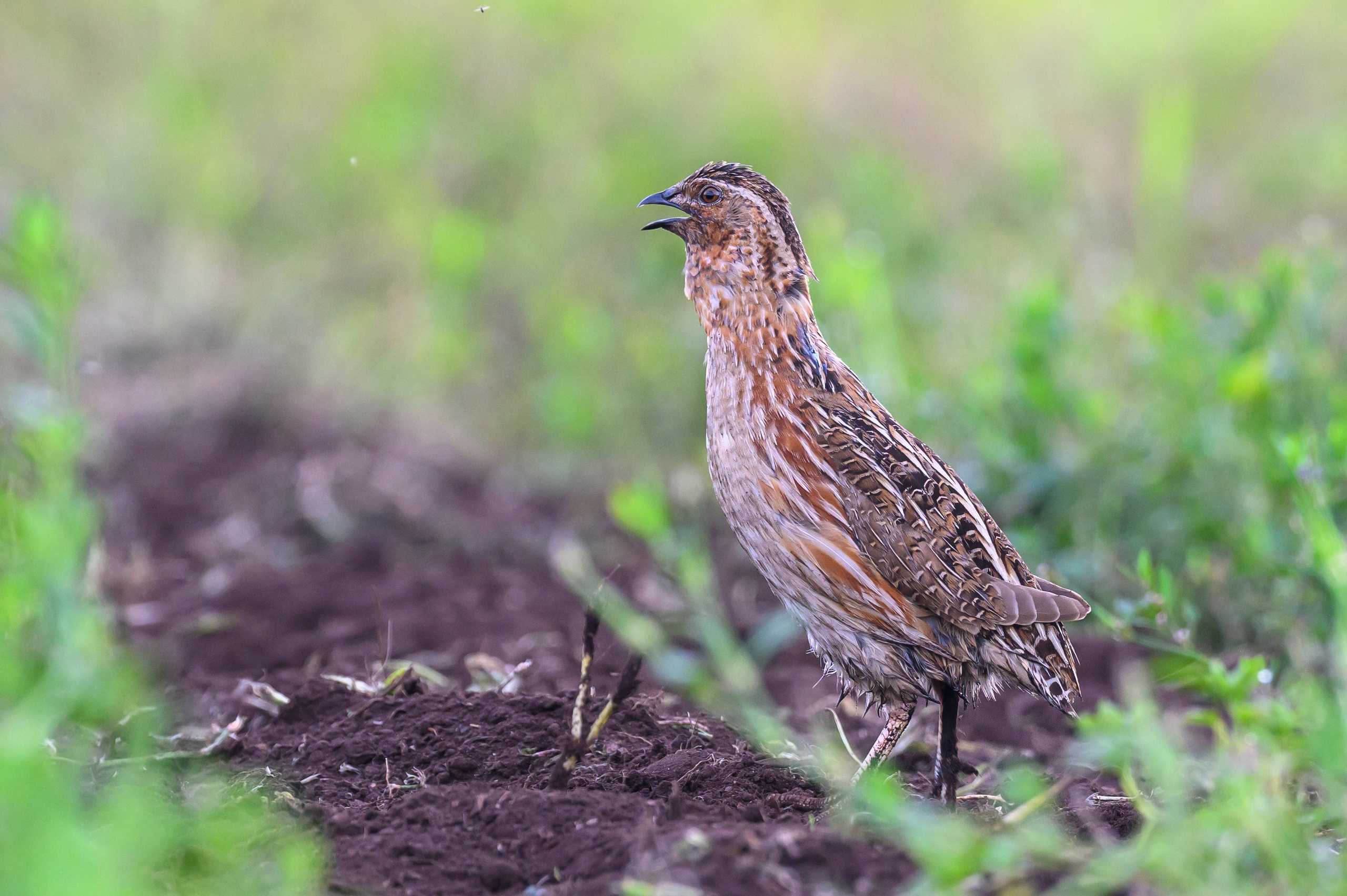Перепел. Wildlife photography by Sergey Puponin