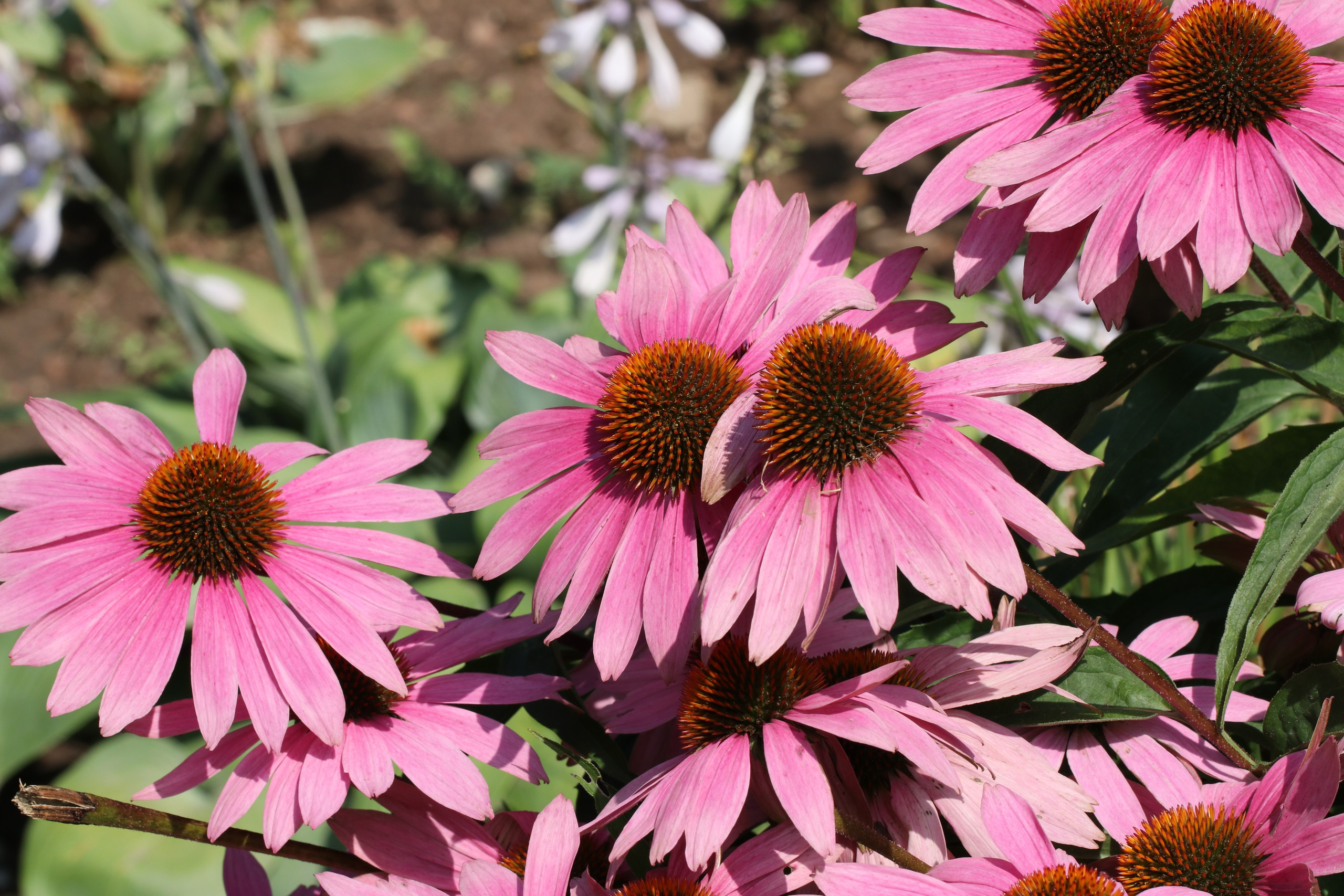 Эхинацея из Кисловодска. Фото-художник и Репортажный фотограф Николаев Александр Алексеевич