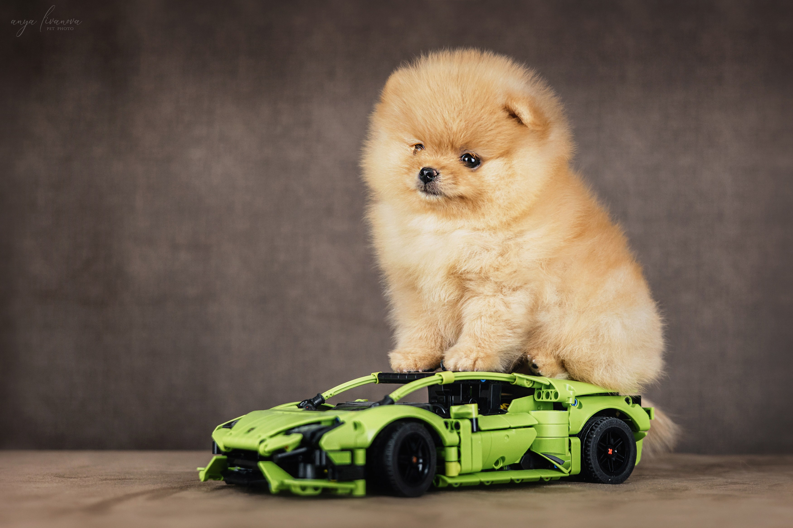 Шпицули. Фотограф анималист Аня Ливанова | Рыбинск