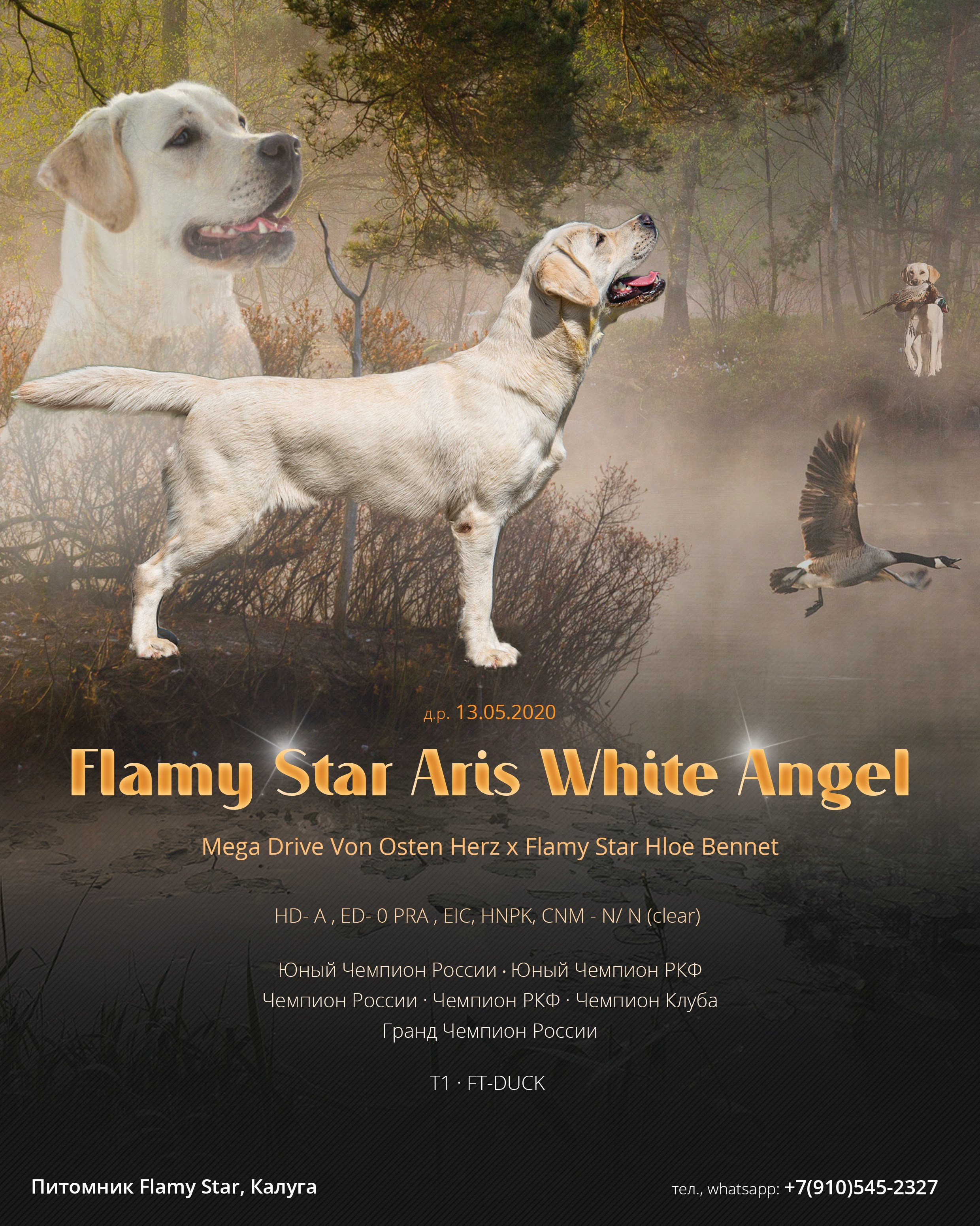 Дизайн. Фотограф-анималист в Калуге Мария Шерскова