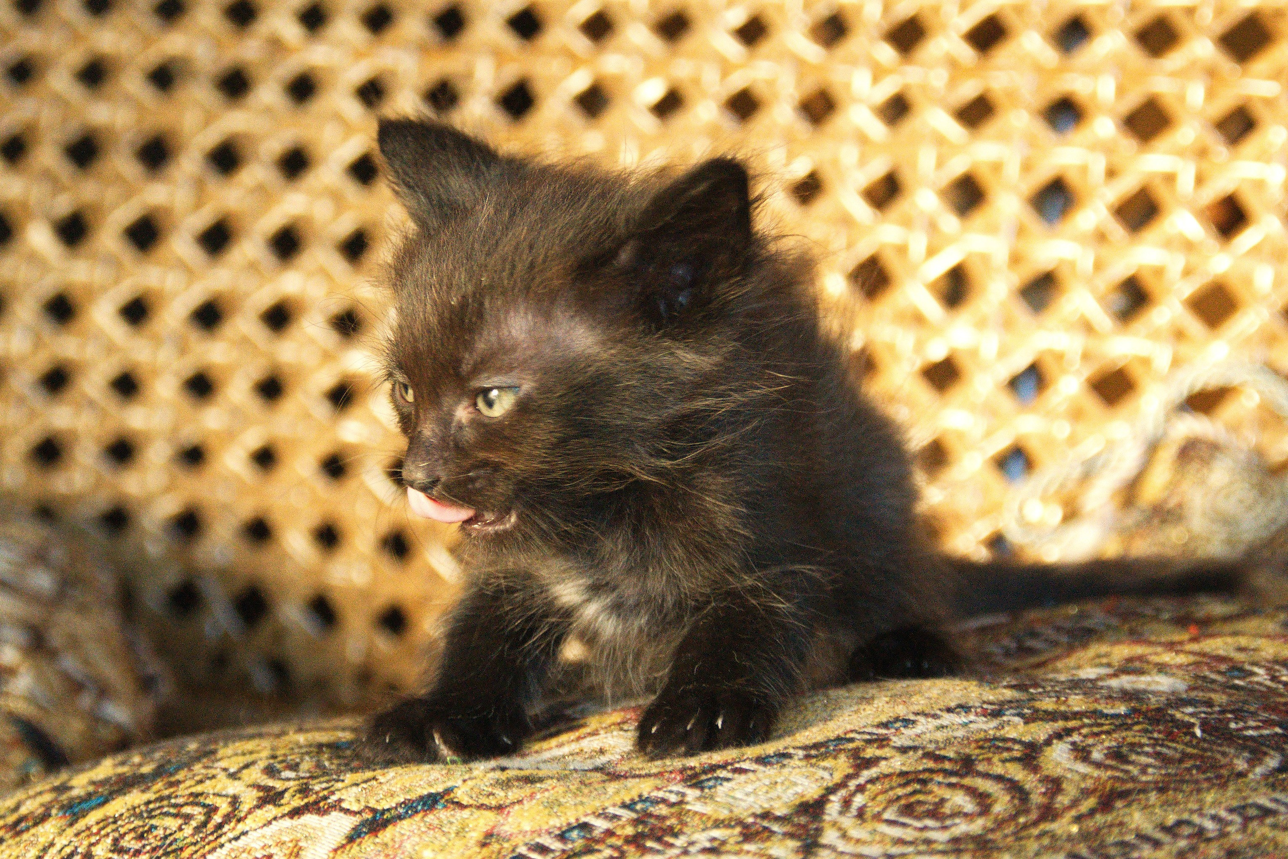 Котята на кушетке. Фотограф Евгений Симохин