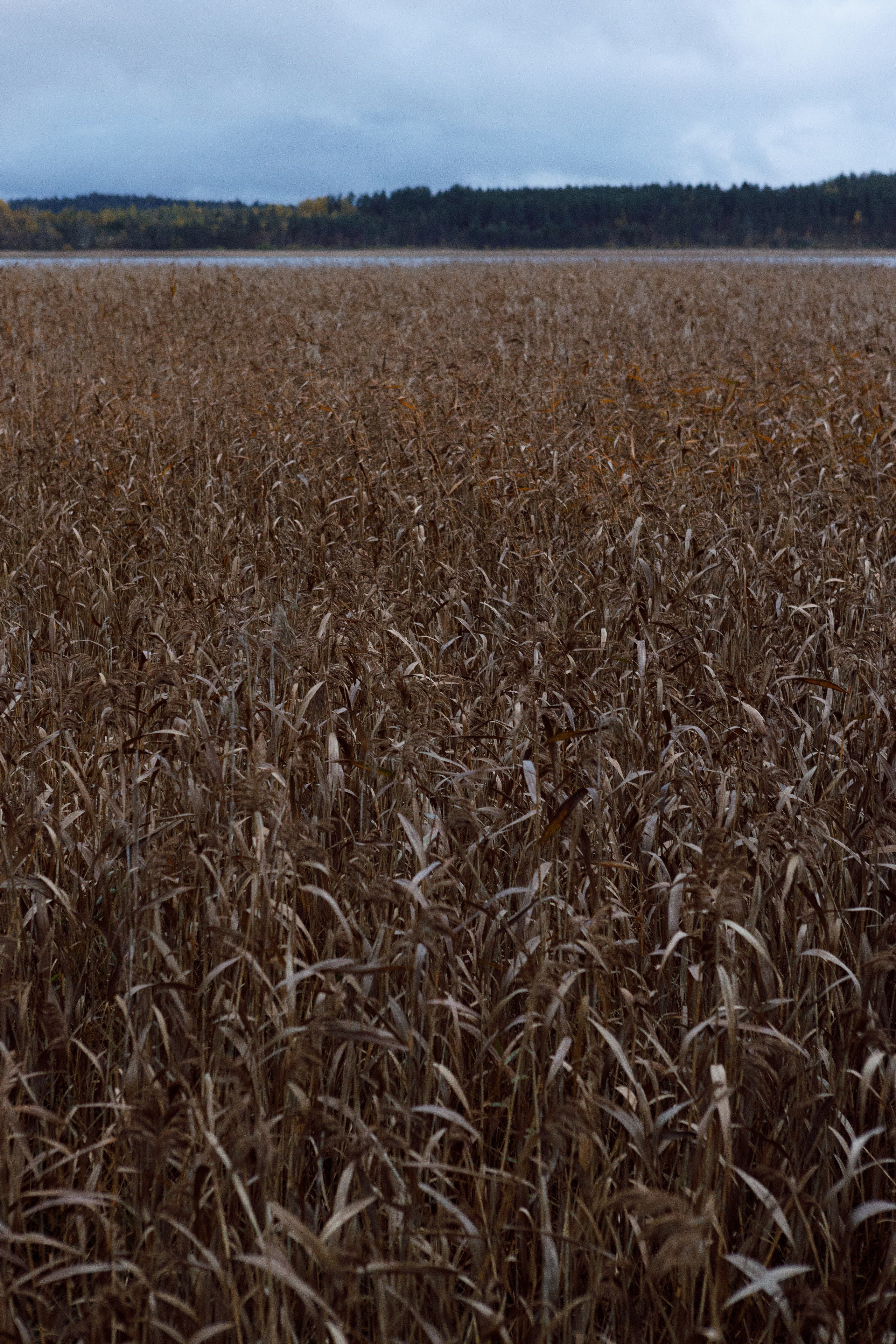 Photos for the Ladoga Skerries National Park. Commercial photographer | Anton Ermakov