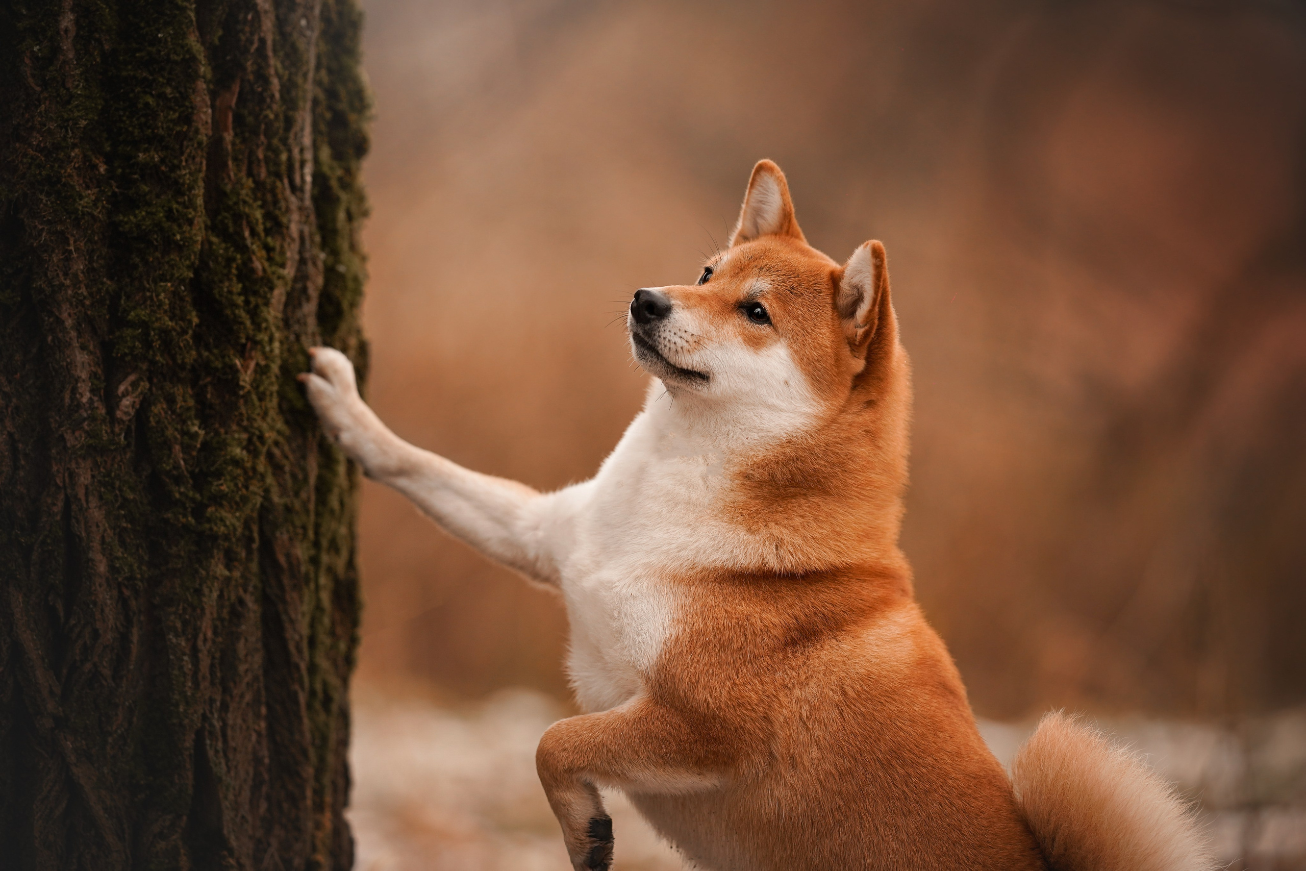 Алина и Юми. Фотограф-анималист в Санкт-Петербурге Яна Мартынова