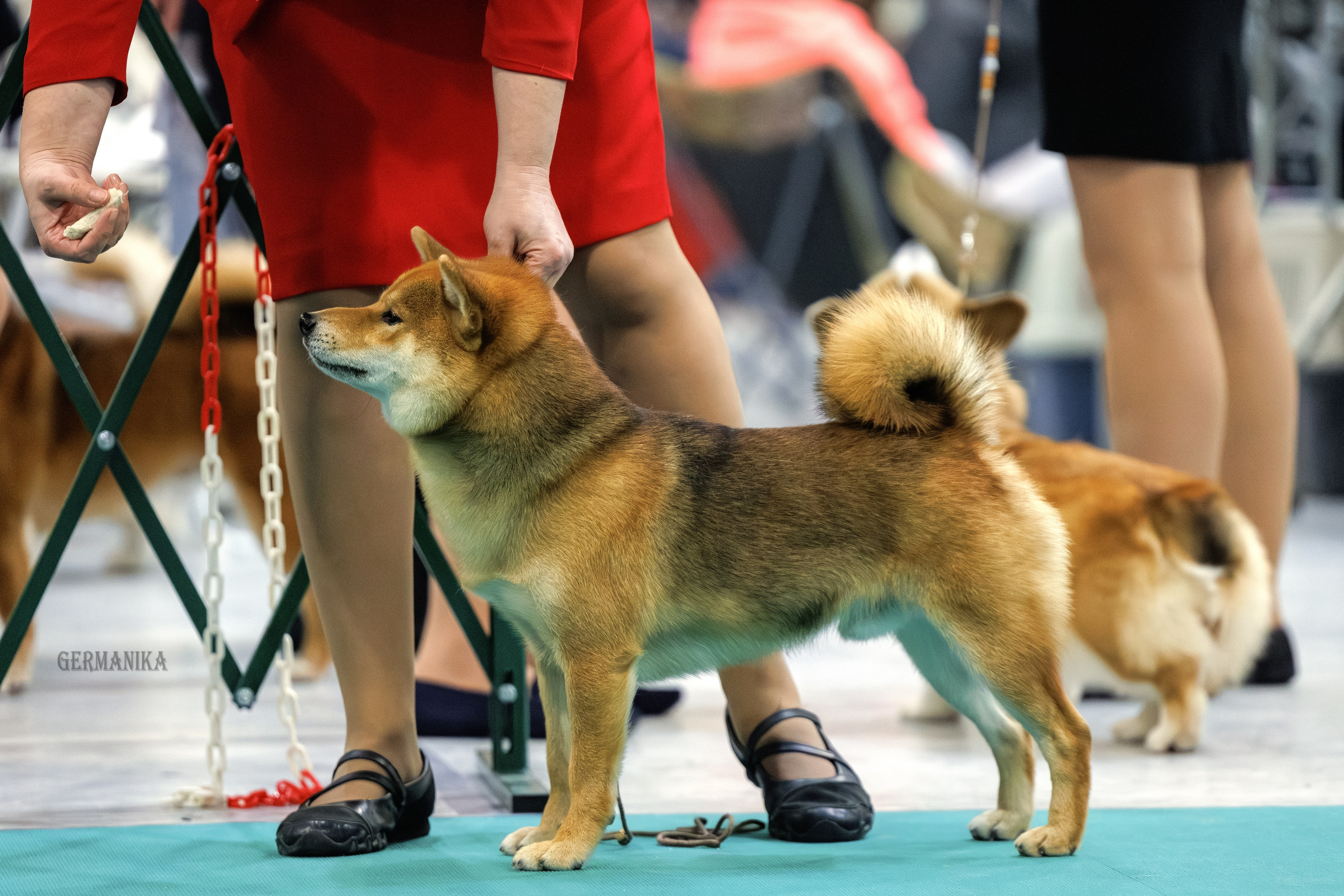 Крокус 10.02,Сфера 11.02.2024. Фотограф-анималист Юлия Германика