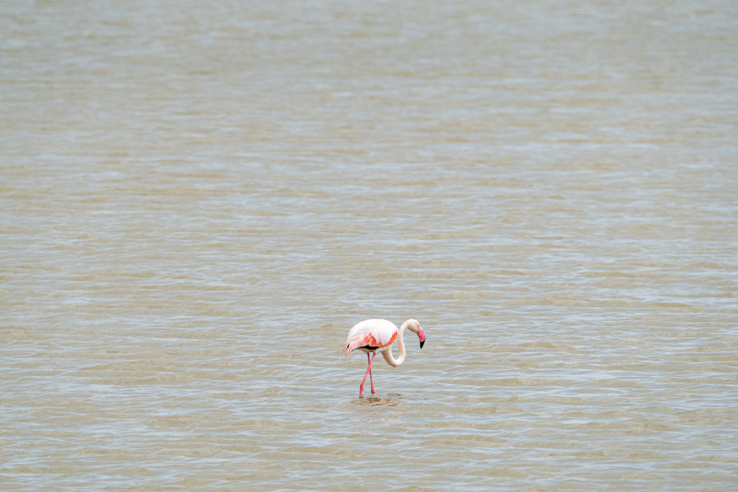 Танзания, сафари, 2025. Творческие сьемки