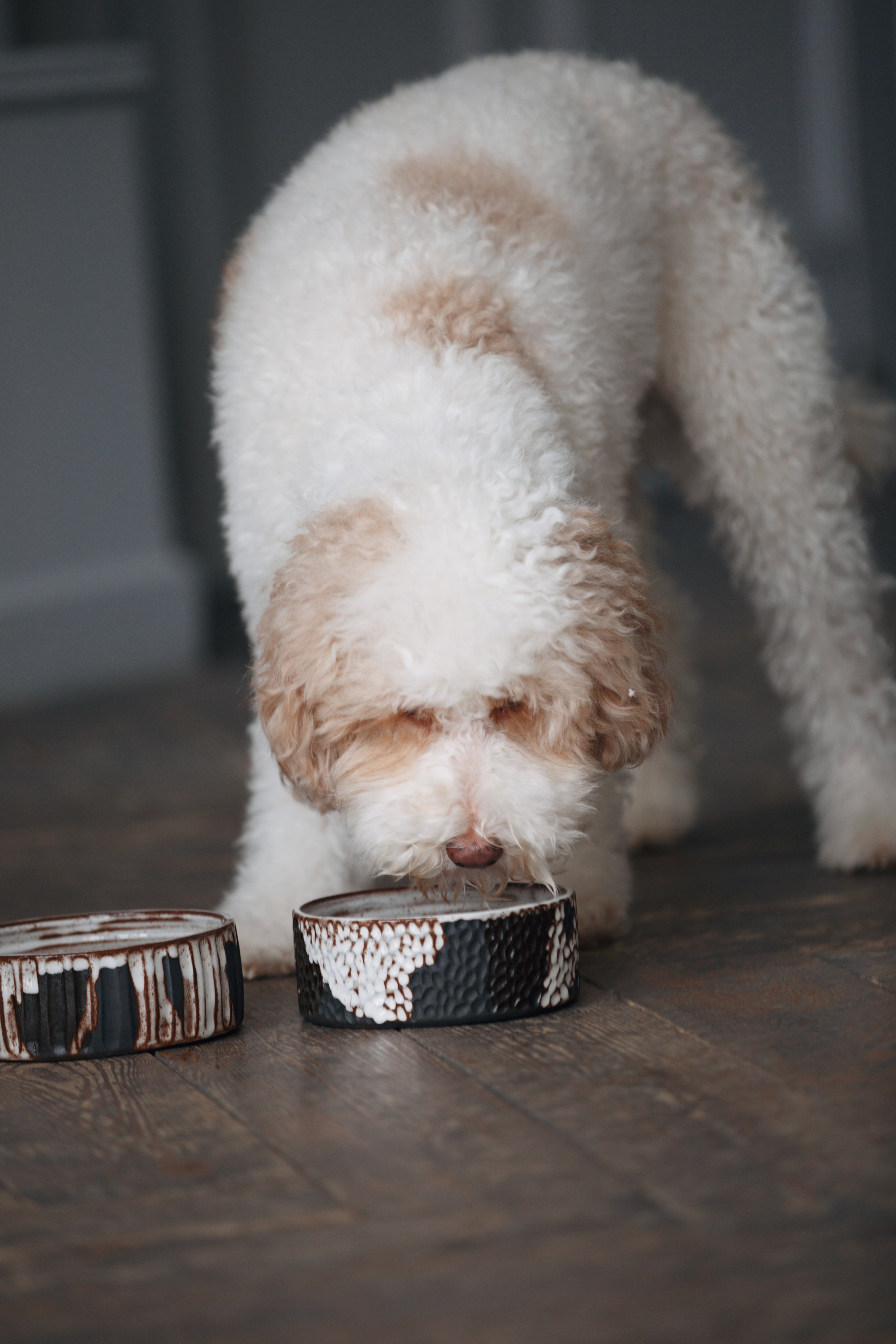 Bmbh лежанки и адресники. Фотограф анималист Кристина Карпова, Москва