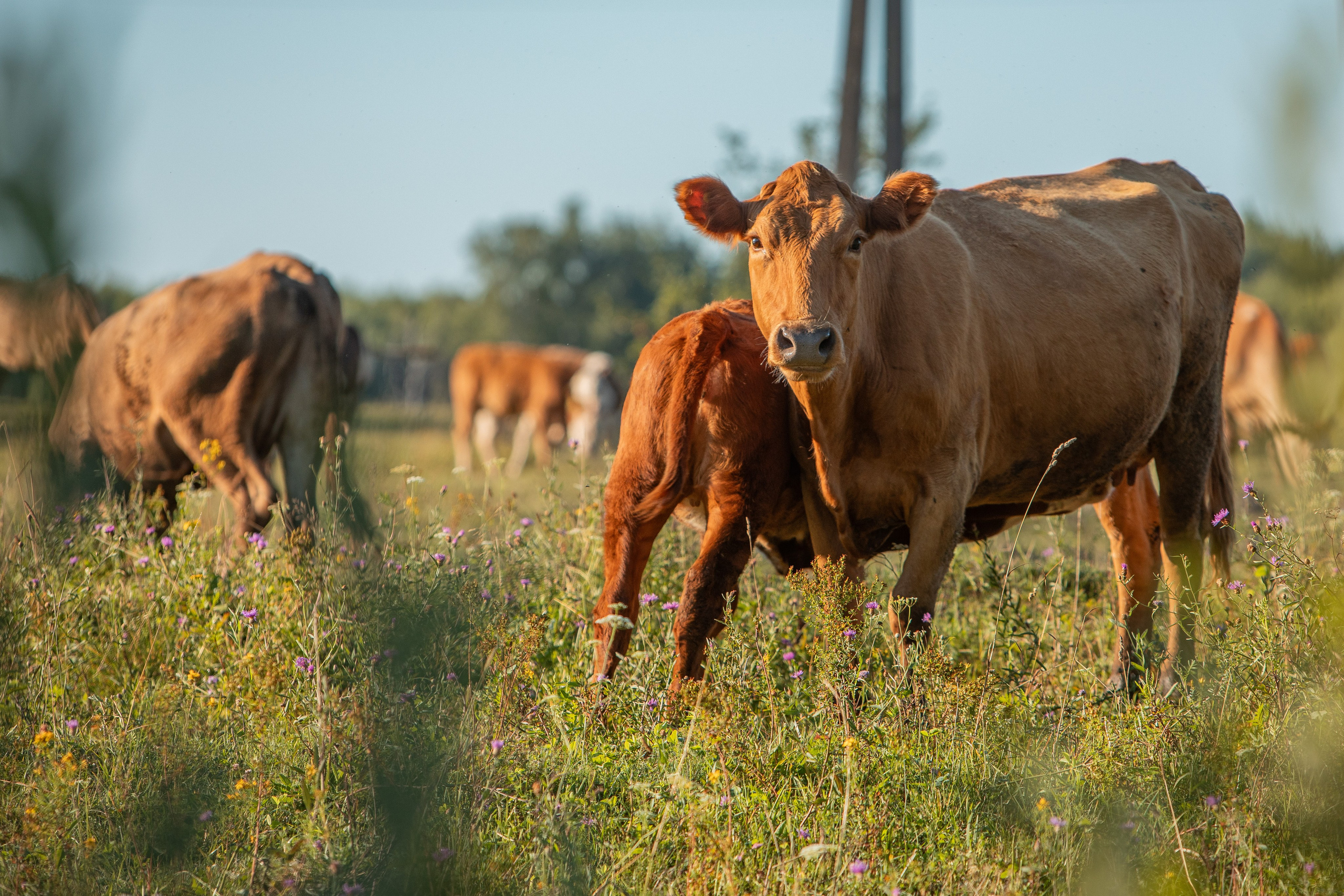 Село Тимирязево, Лухский район. Фотограф Сергей Ловкий