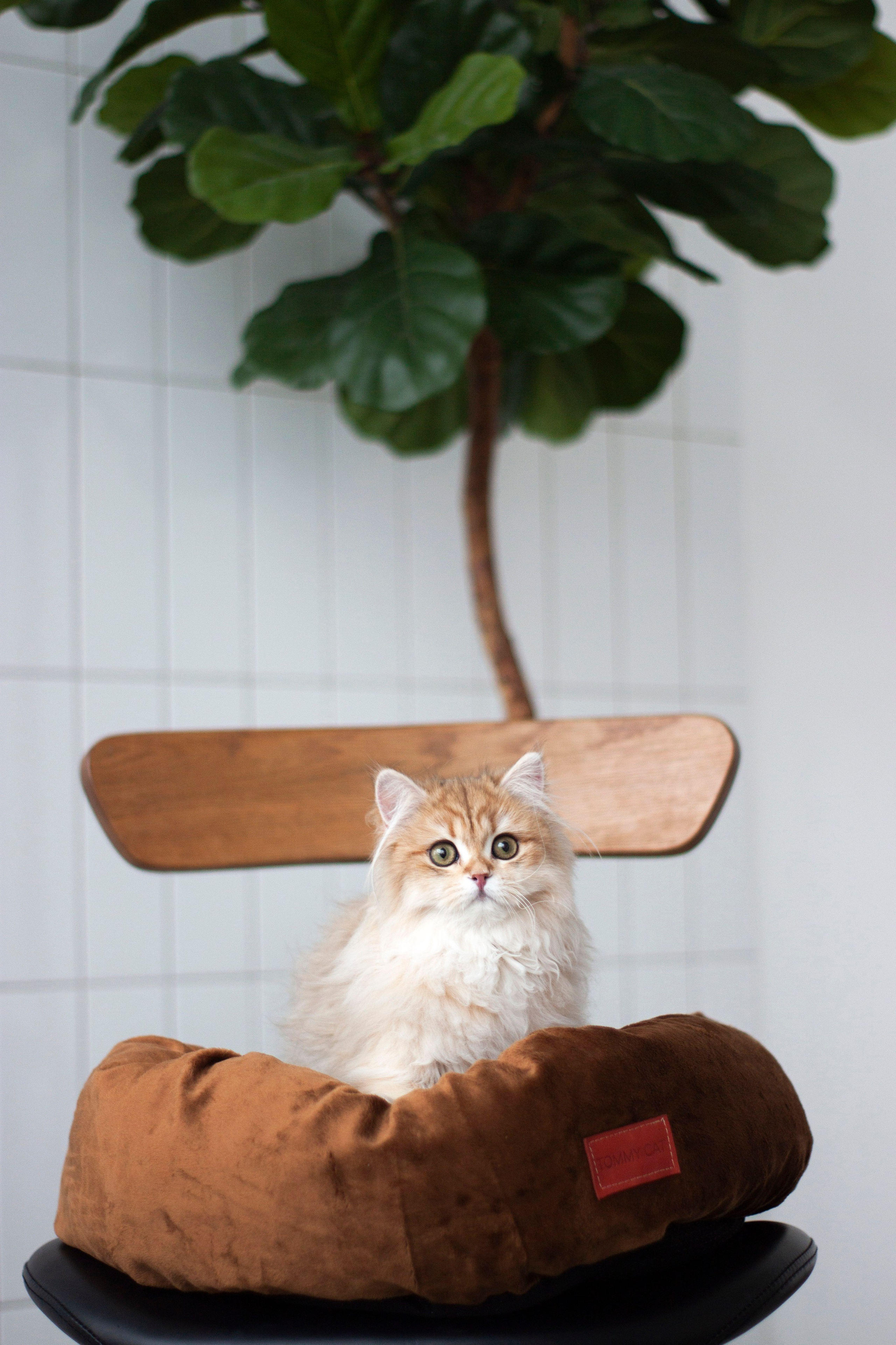 Работа с Tommy cat. Oksan_photo