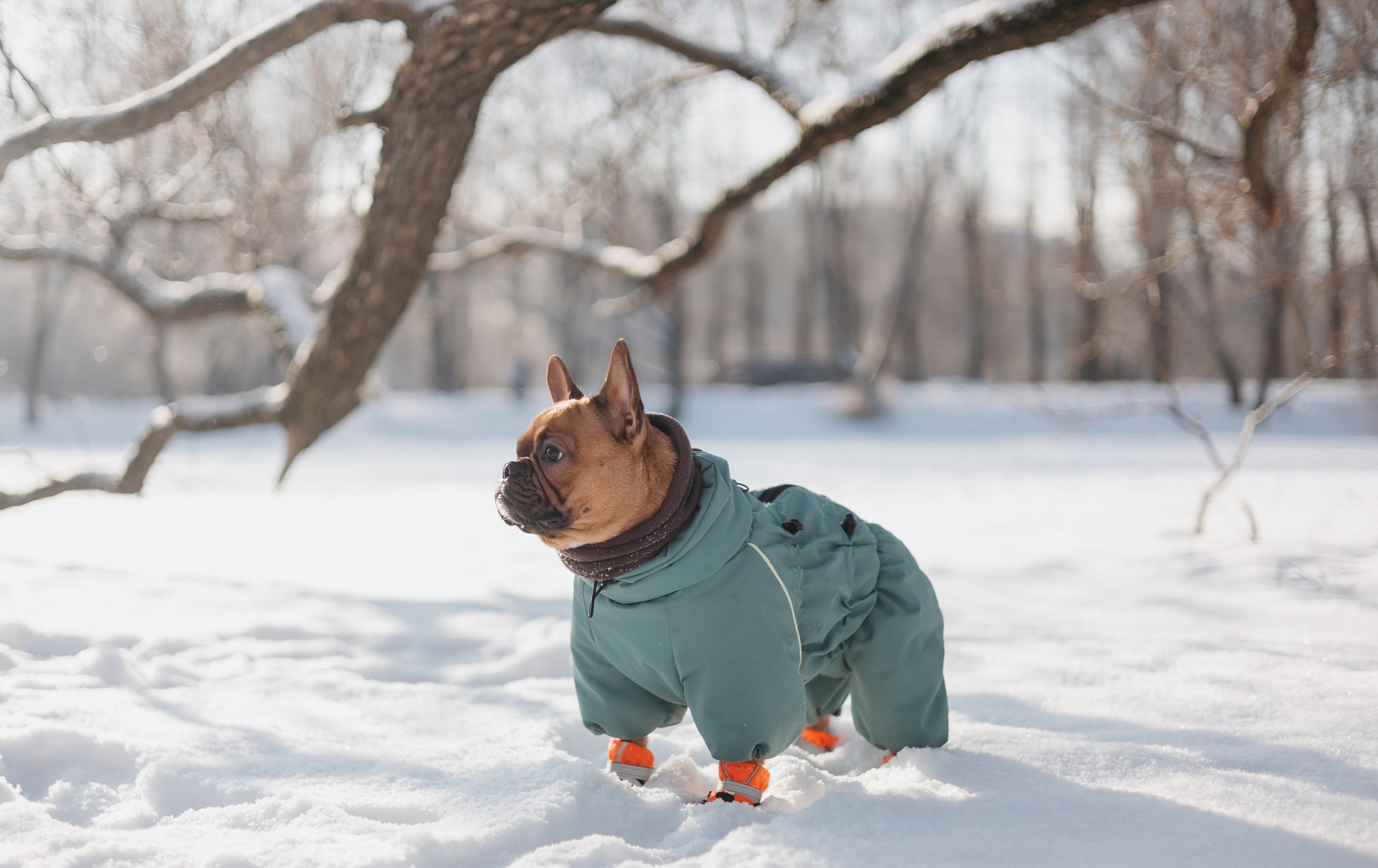 Дарья и Боня. Фотограф животных Евгения Верцинская