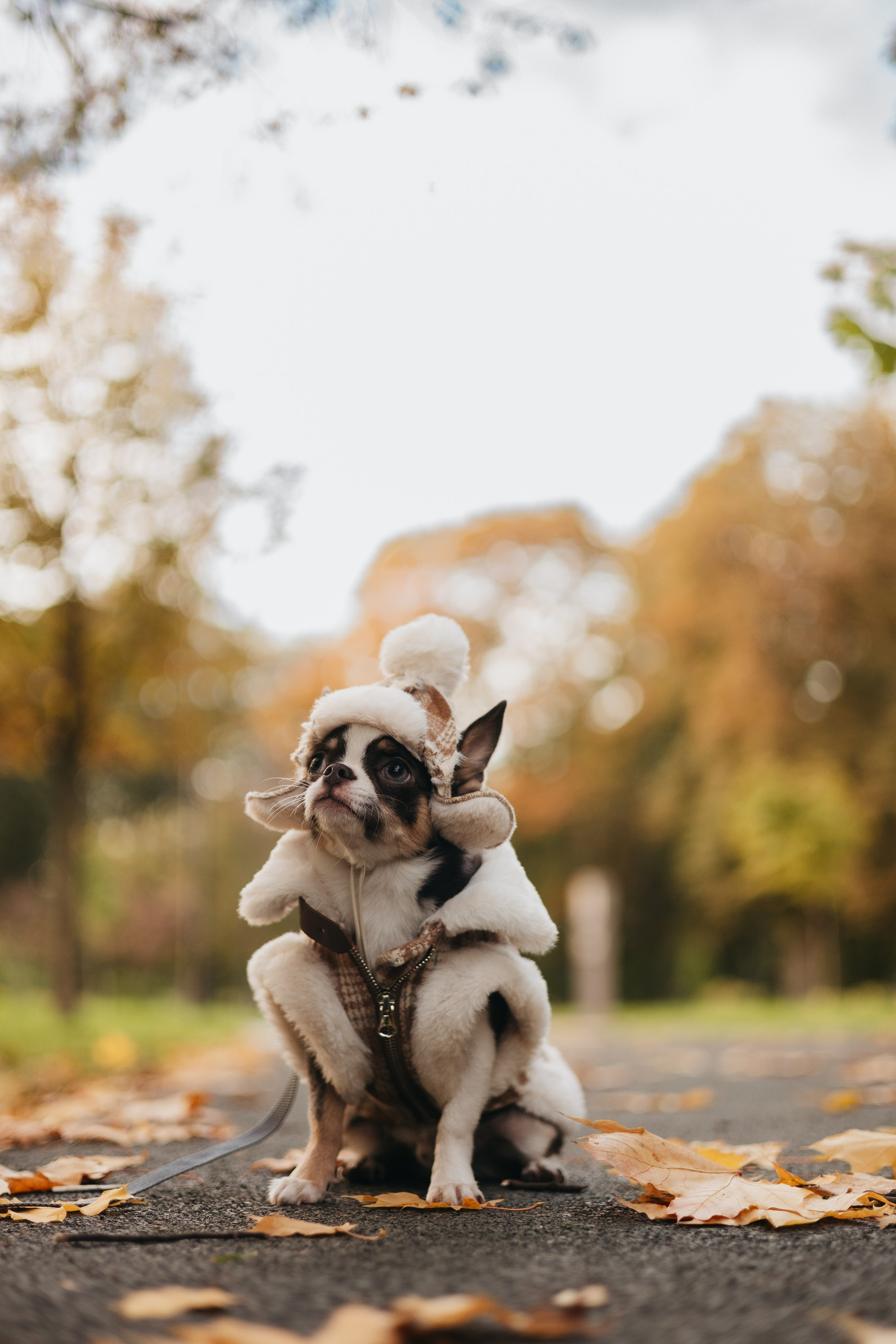 Фотограф животных Евгения Верцинская
