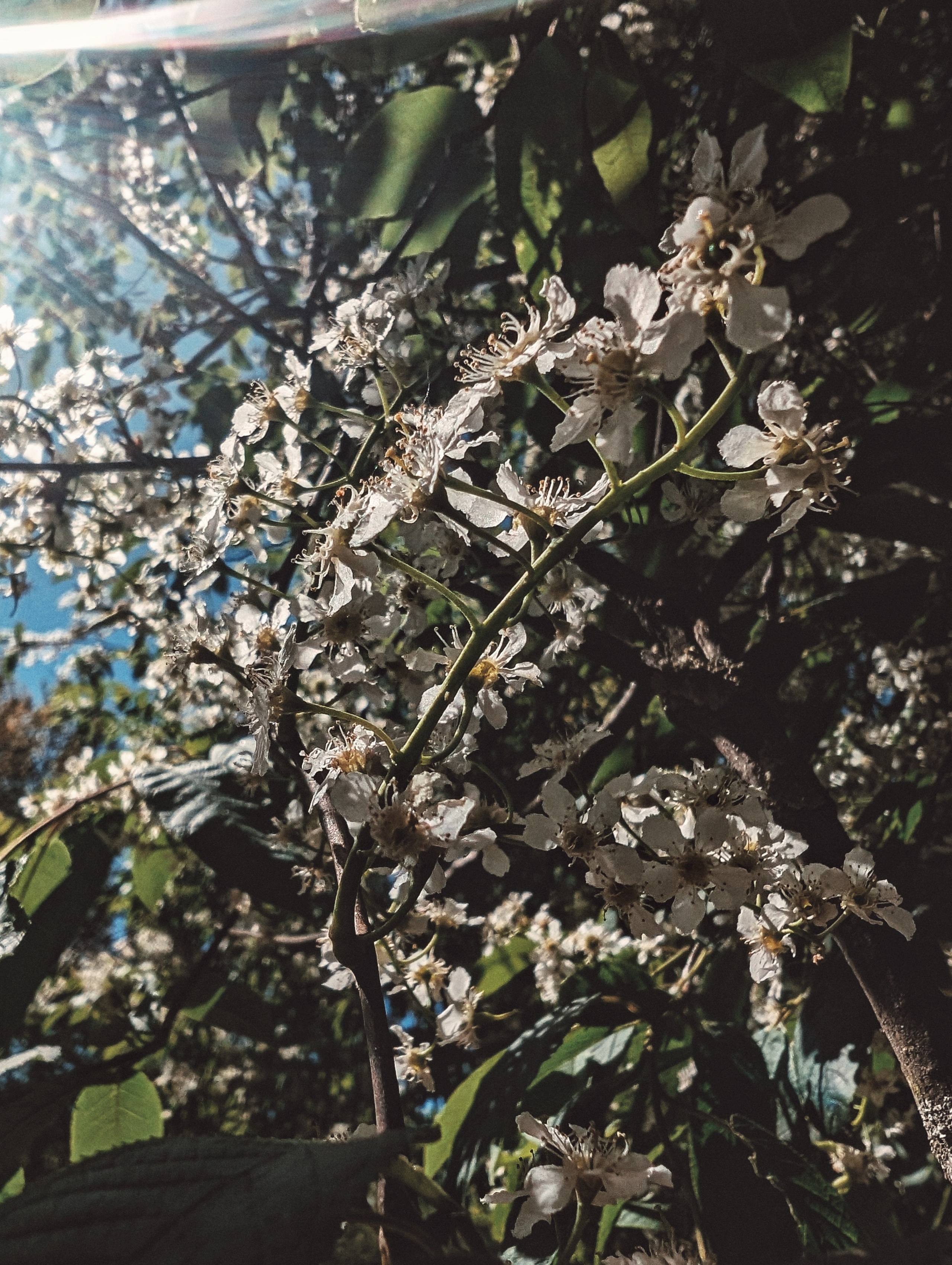 Вдохновение. Ph___tina