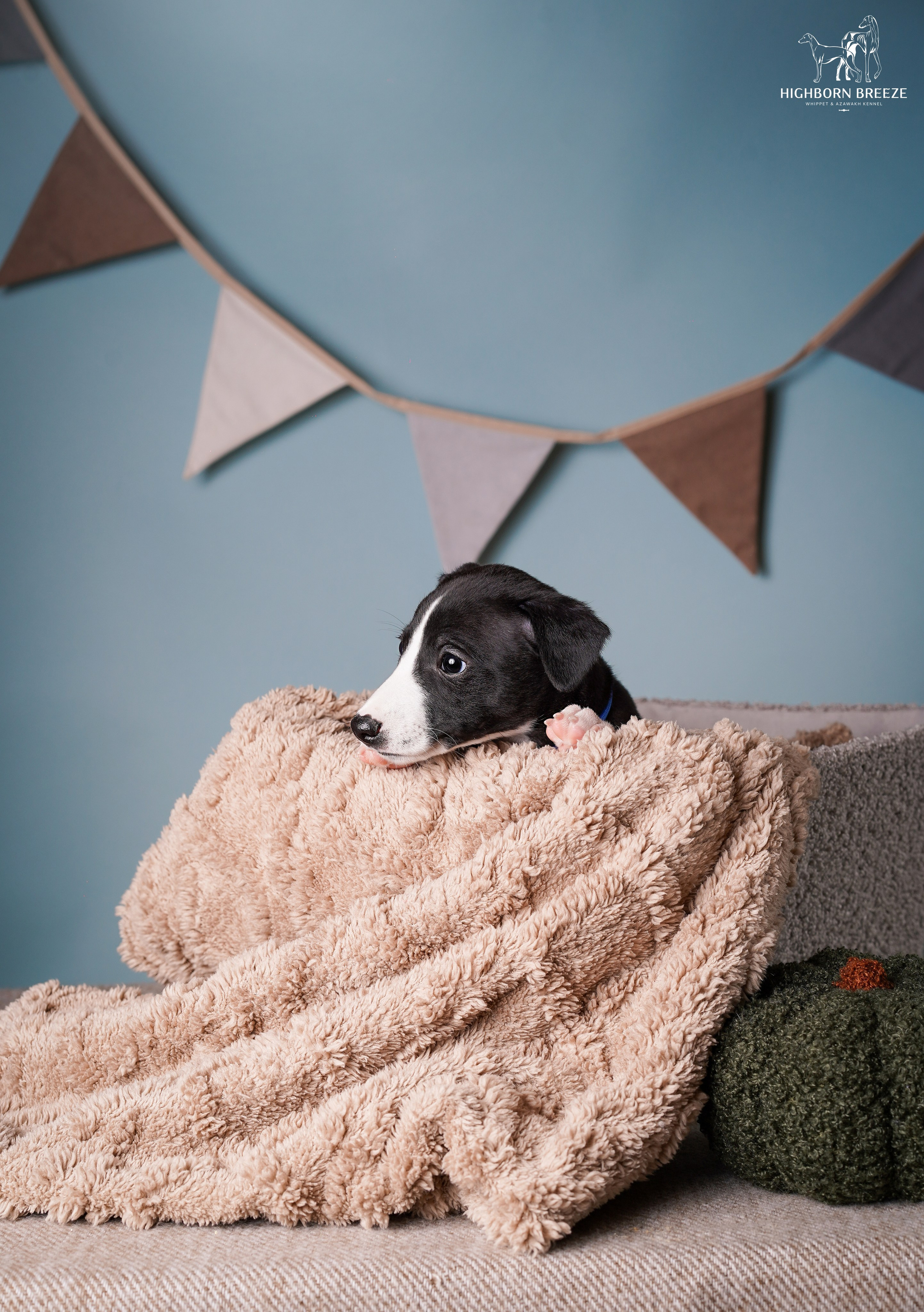 Щенки уиппета. Фотограф-анималист в Санкт-Петербурге Яна Мартынова