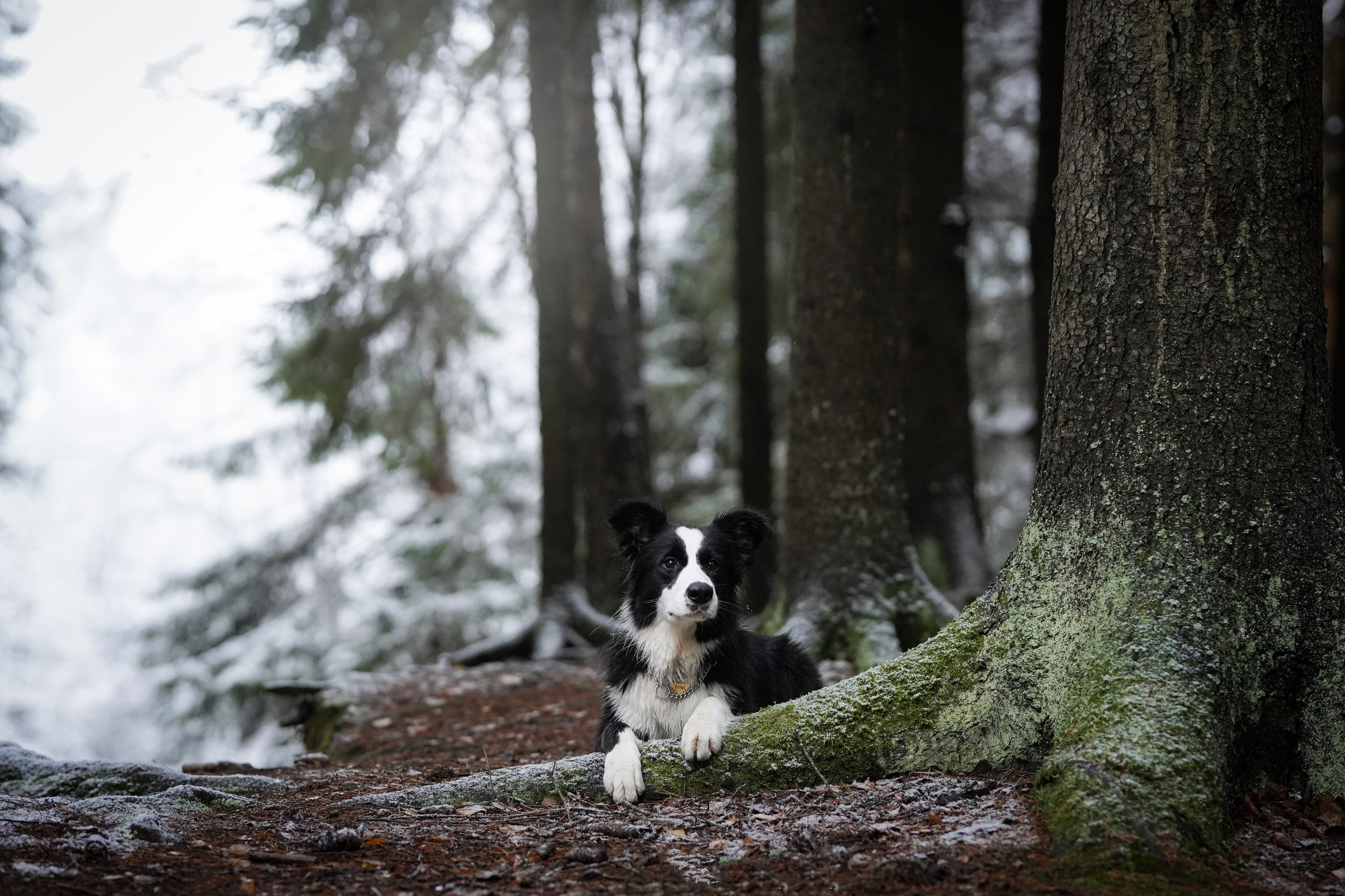 Юлия и Груша. Фотограф-анималист в Санкт-Петербурге Яна Мартынова
