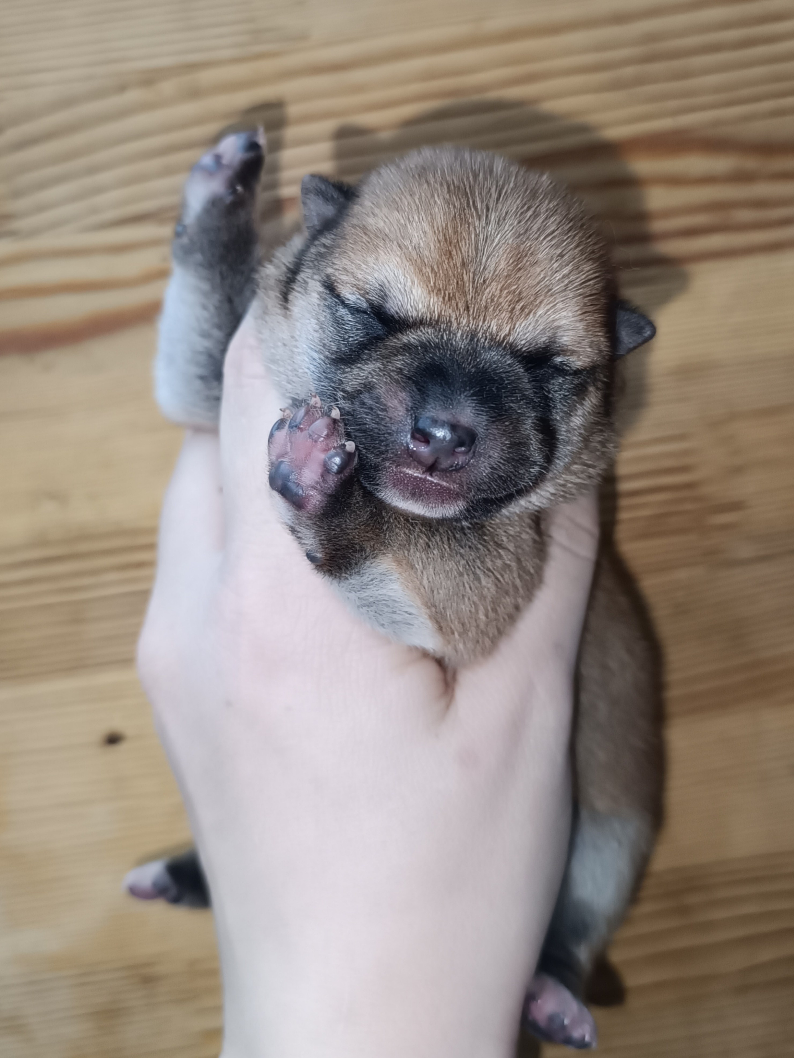 Rubylight Quincy. AMERICAN AKITA RUBYLIGHT KENNEL I SHIBA-INU