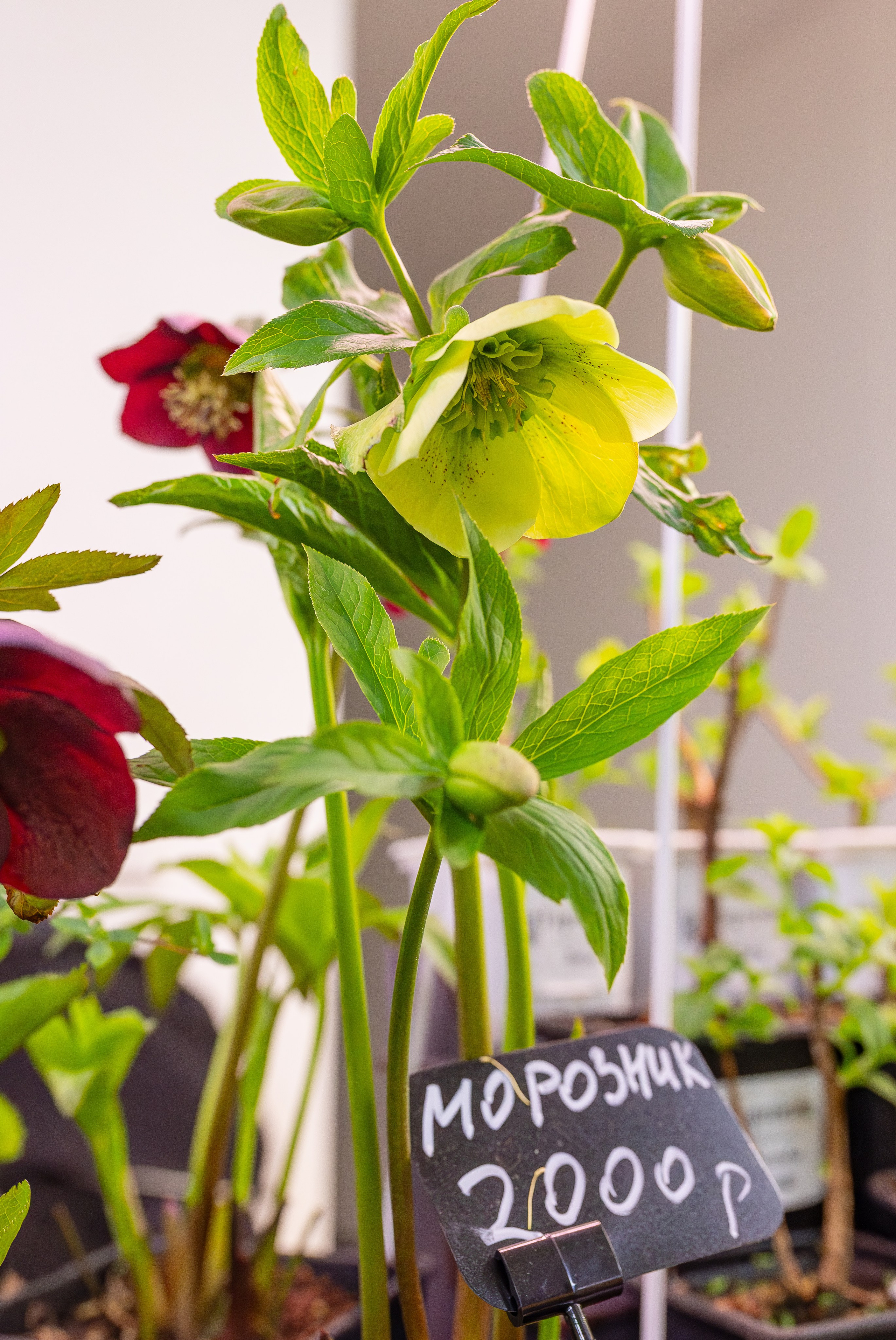 Монстериум апрель 2026. Александра Куликова фотограф, Москва