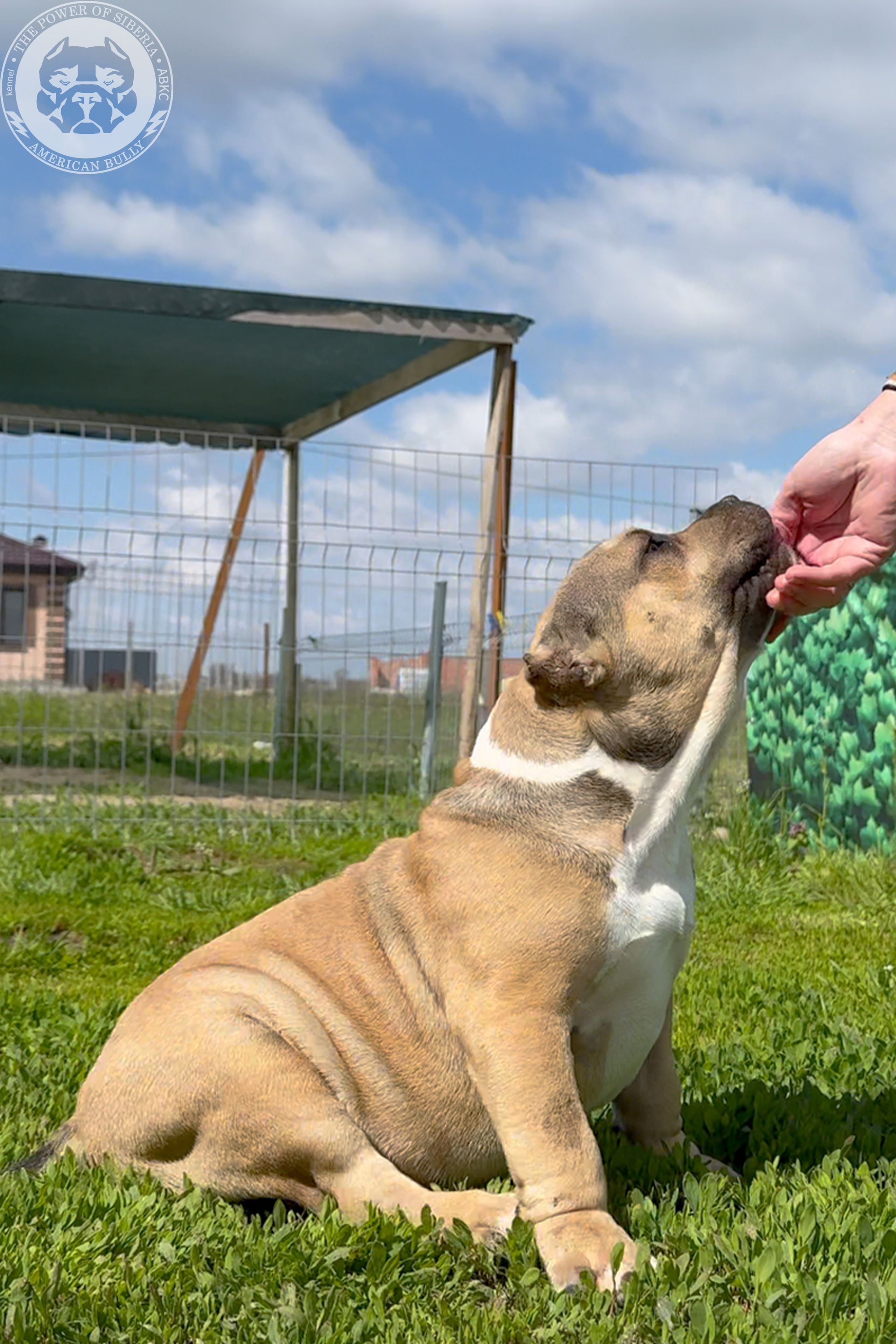 Свободные щенки Американский Булли, в типах покет, классик, стандарт. Американский Булли в г. Ростов-на-Дону. Питомник THE POWER OF SIBERIA