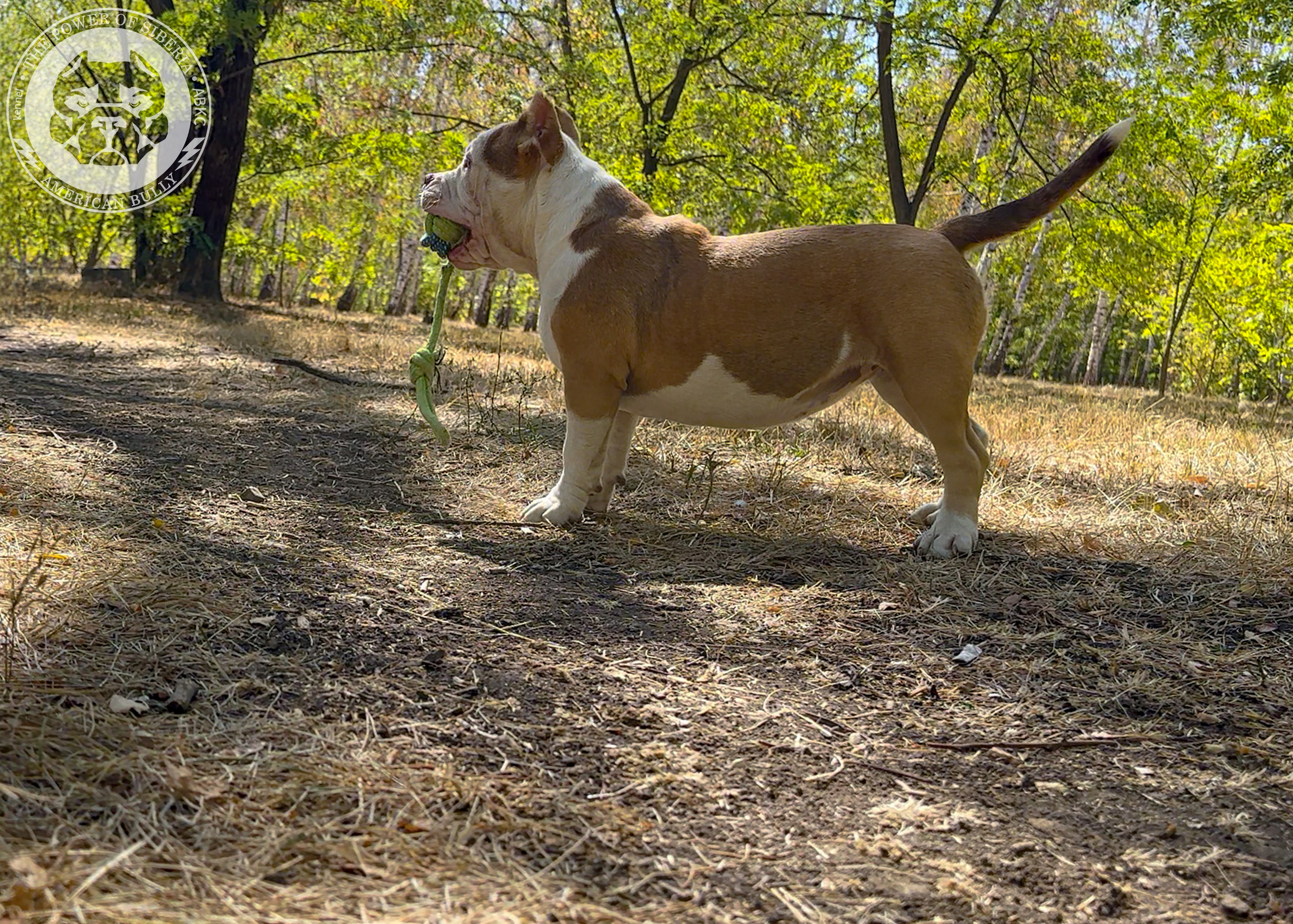 Помет Каспер и Тагира. 21.04.25. Американский Булли в г. Ростов-на-Дону. Питомник THE POWER OF SIBERIA