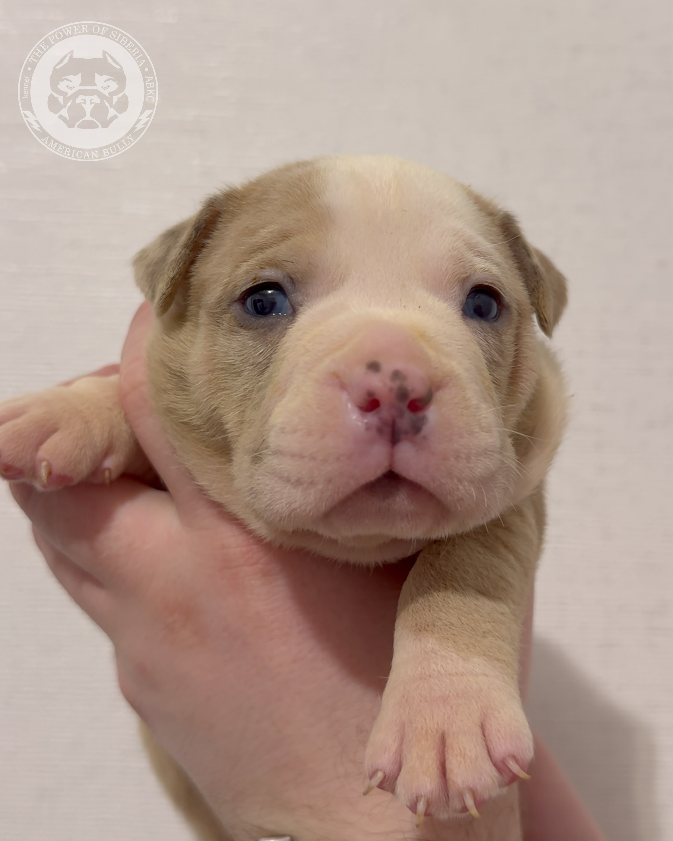 Свободные щенки Американский Булли, в типах покет, классик, стандарт. Американский Булли в г. Ростов-на-Дону. Питомник THE POWER OF SIBERIA