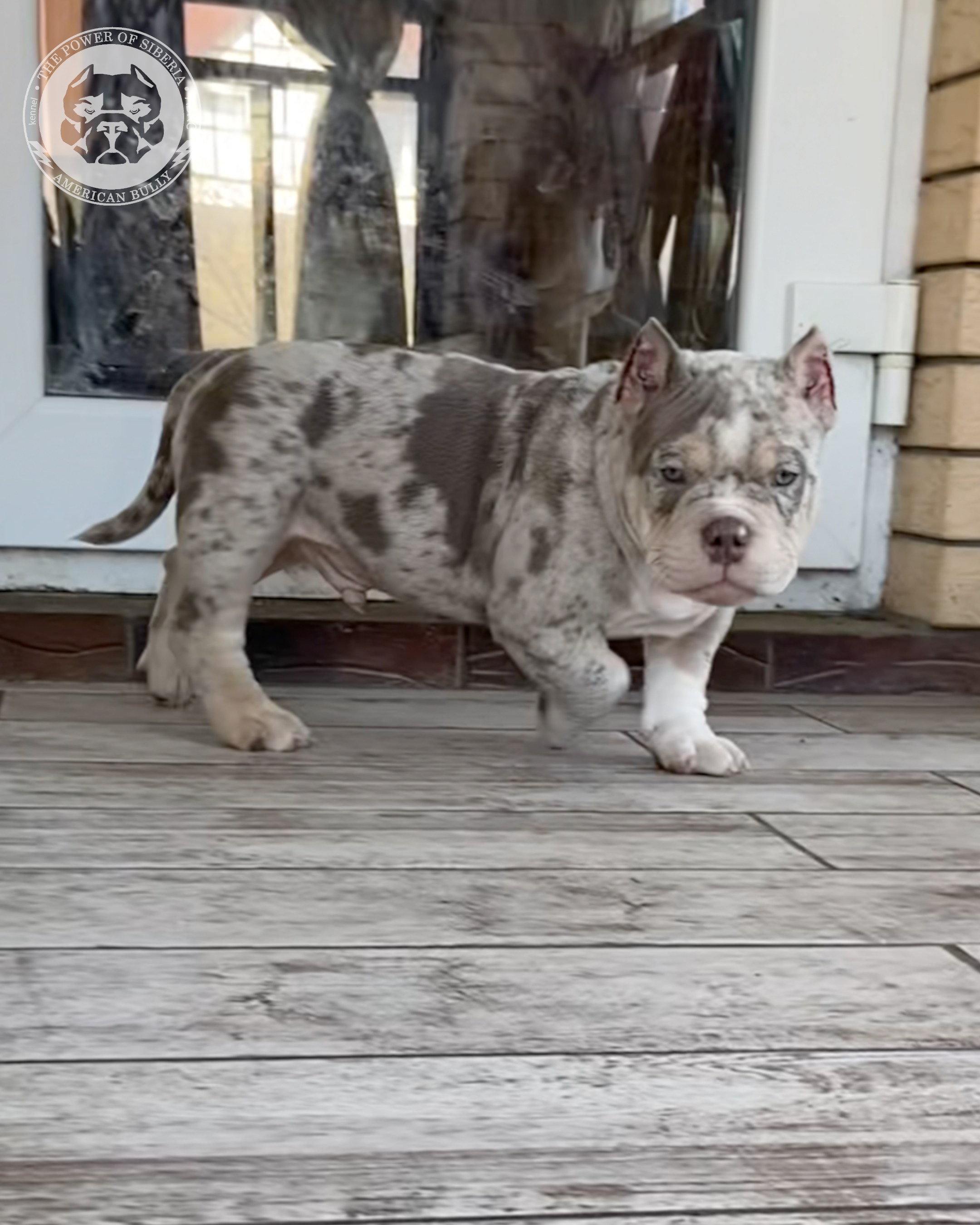 Свободные щенки Американский Булли, в типах покет, классик, стандарт. Американский Булли в г. Ростов-на-Дону. Питомник THE POWER OF SIBERIA