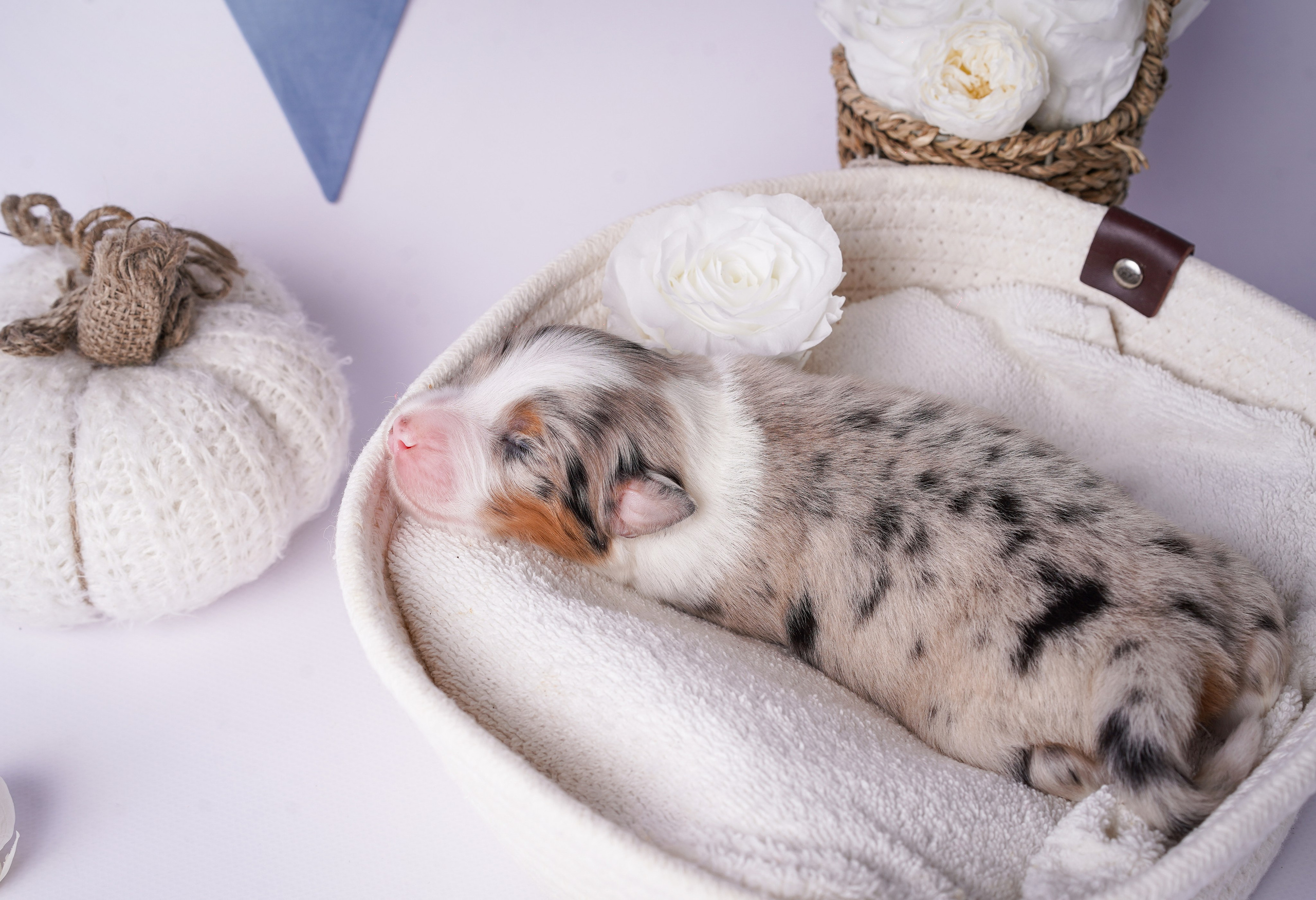 Щенки австралийской овчарки. Фотограф-анималист в Санкт-Петербурге Яна Мартынова