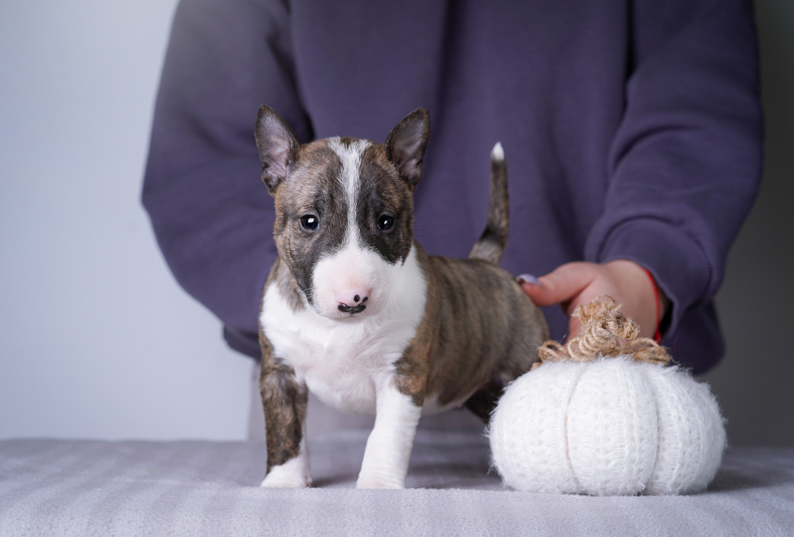 Щенки минибуля. Фотограф-анималист в Санкт-Петербурге Яна Мартынова