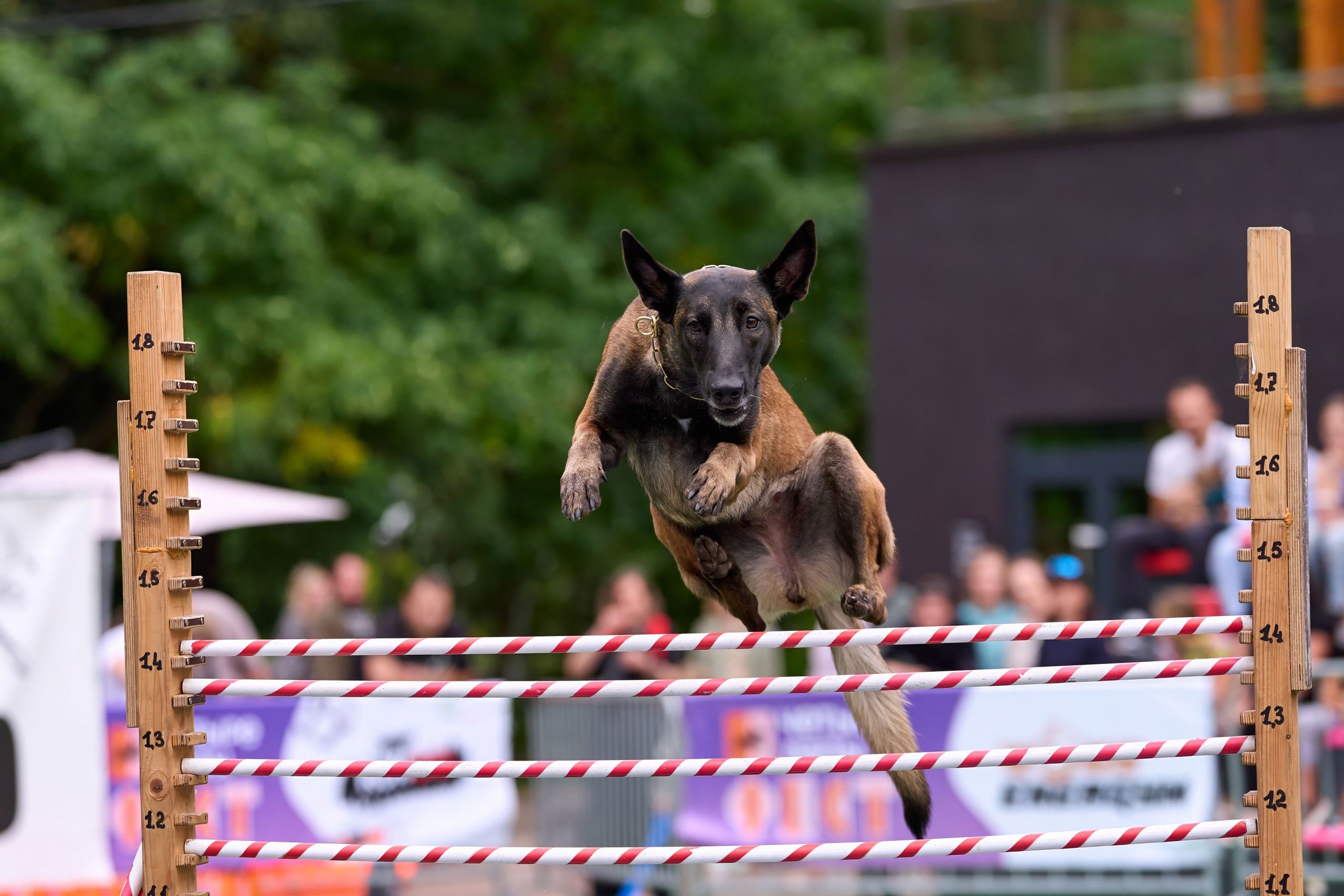 4 лапы Фест. Многоборье. Фотограф-анималист Михаил Манухин