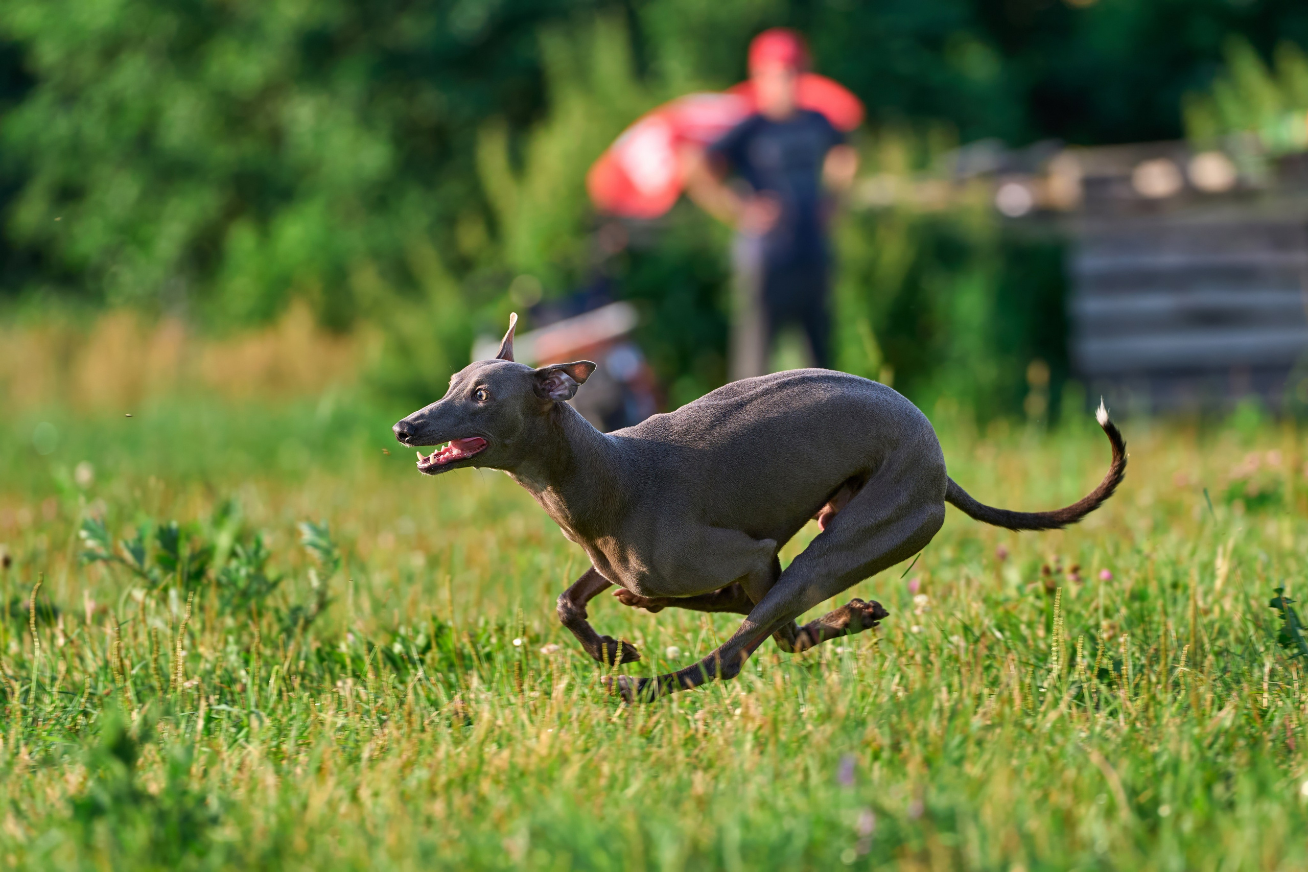 Тренировка по курсингу в Донино. Фотограф-анималист Михаил Манухин