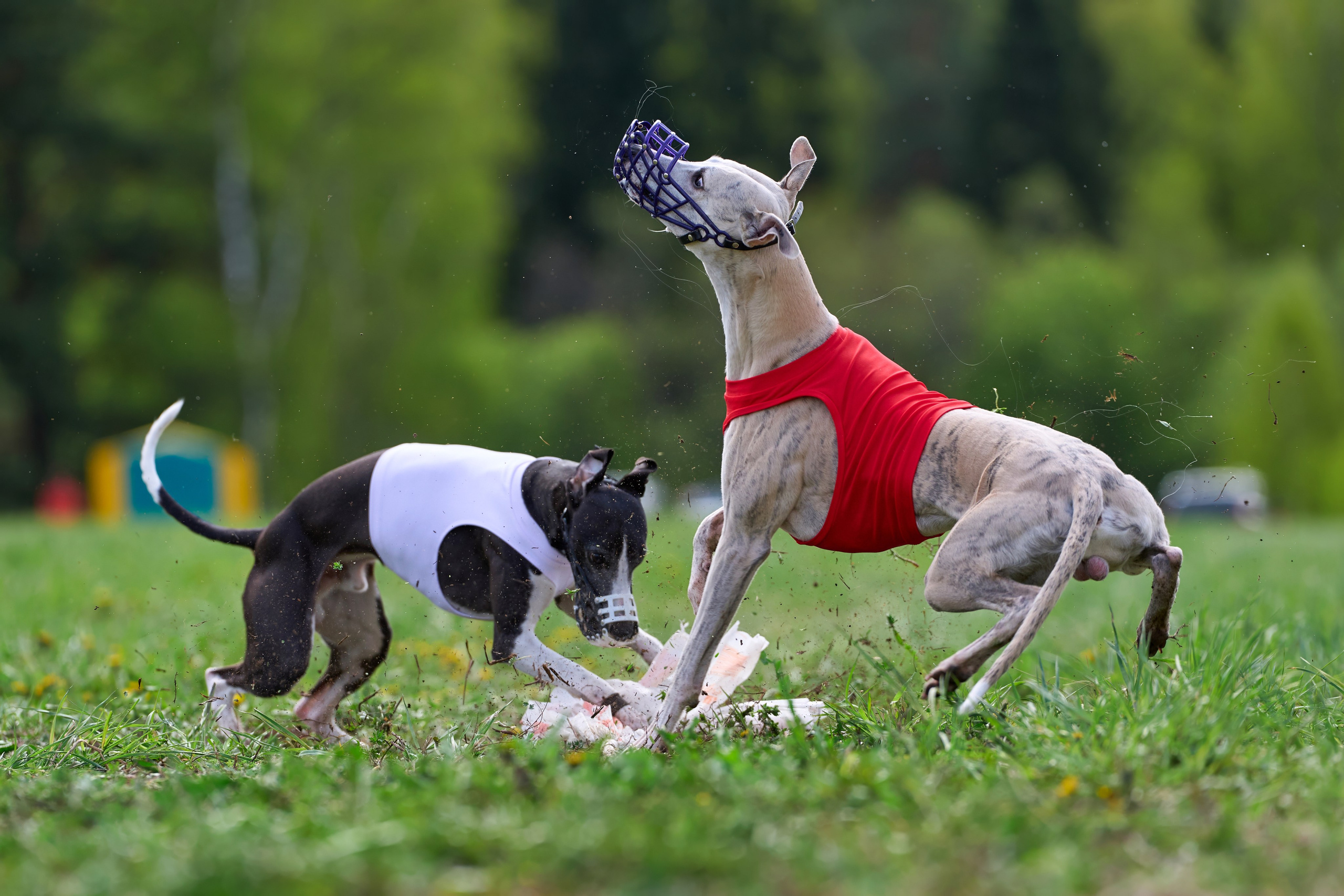 Репортажная съемка. Фотограф-анималист Михаил Манухин