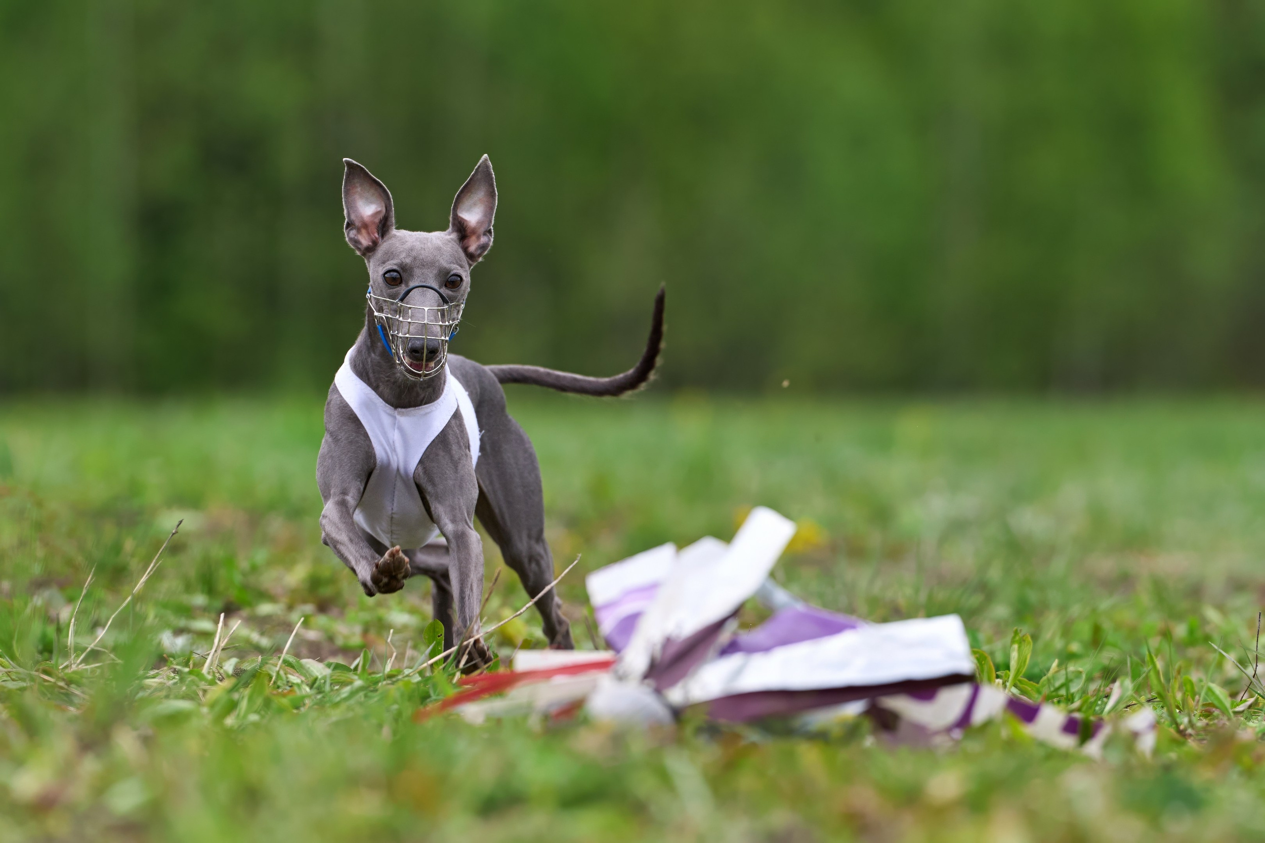 Тренировка по курсингу Донино. Фотограф-анималист Михаил Манухин