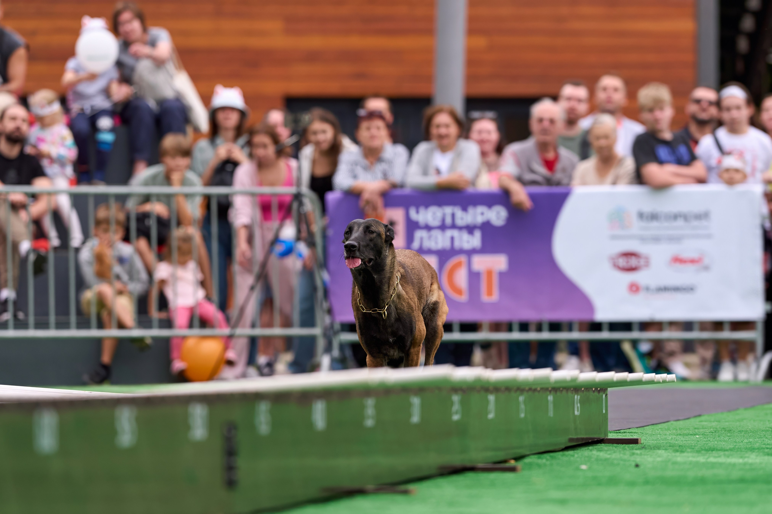 4 лапы Фест. Многоборье. Фотограф-анималист Михаил Манухин