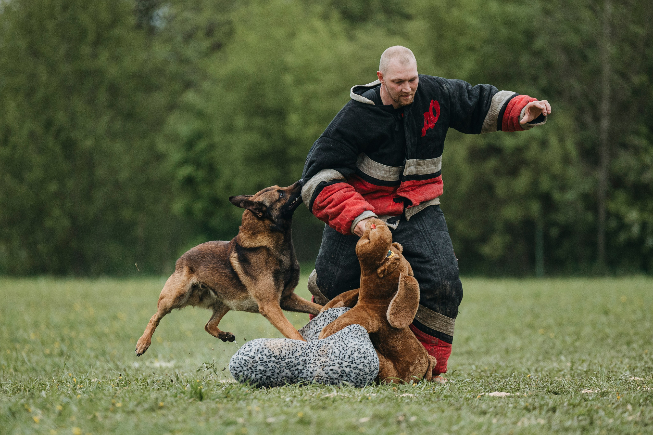 26.05.25 г. Пушкин квалификационные соревнования. Фотограф-анималист Анна Маринич