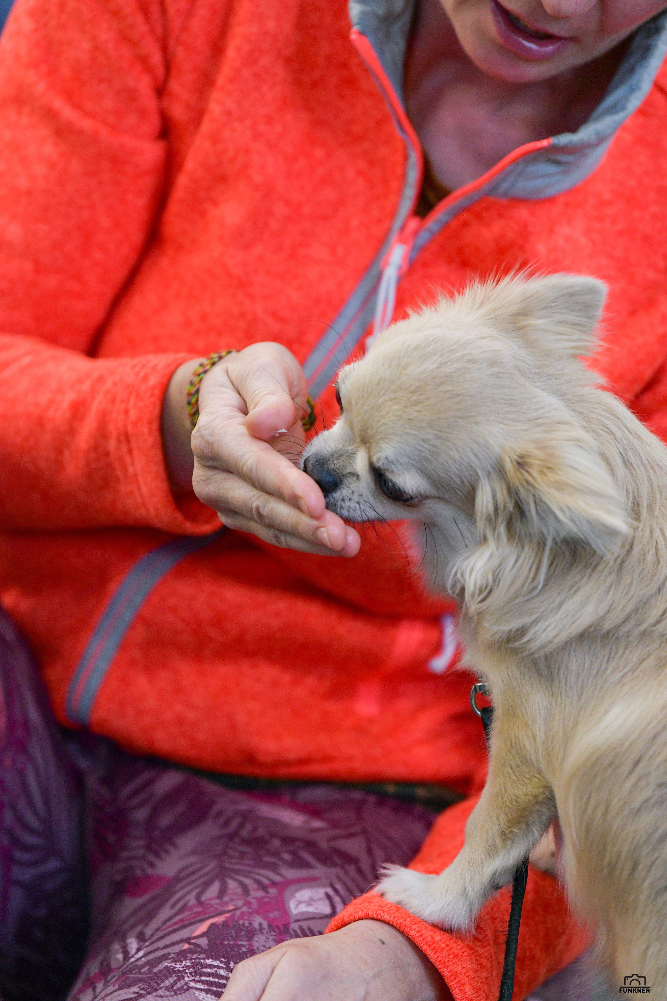 Кинологический клуб «Бодрый хвост». Свой взгляд через объектив